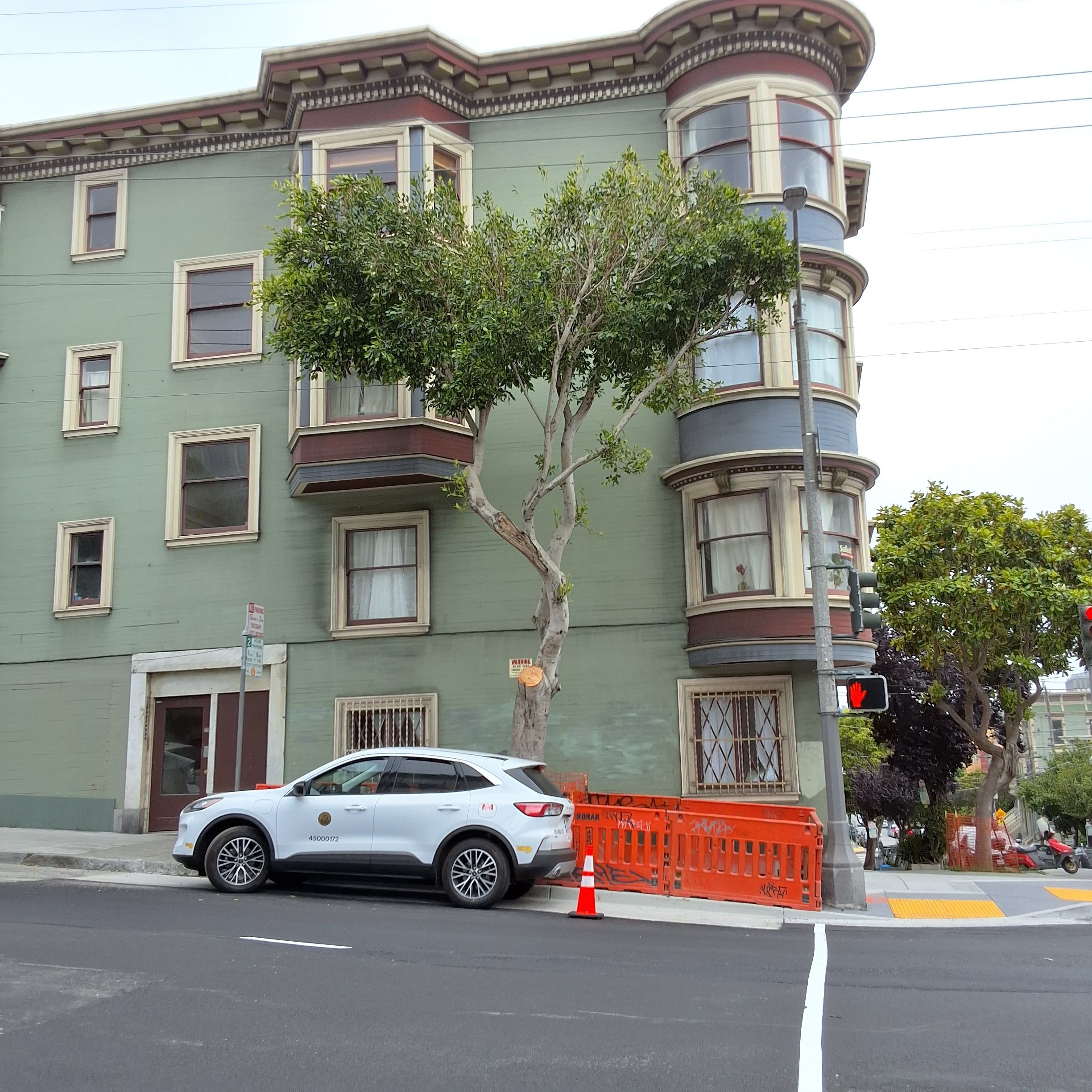 899 Oak Street tree
