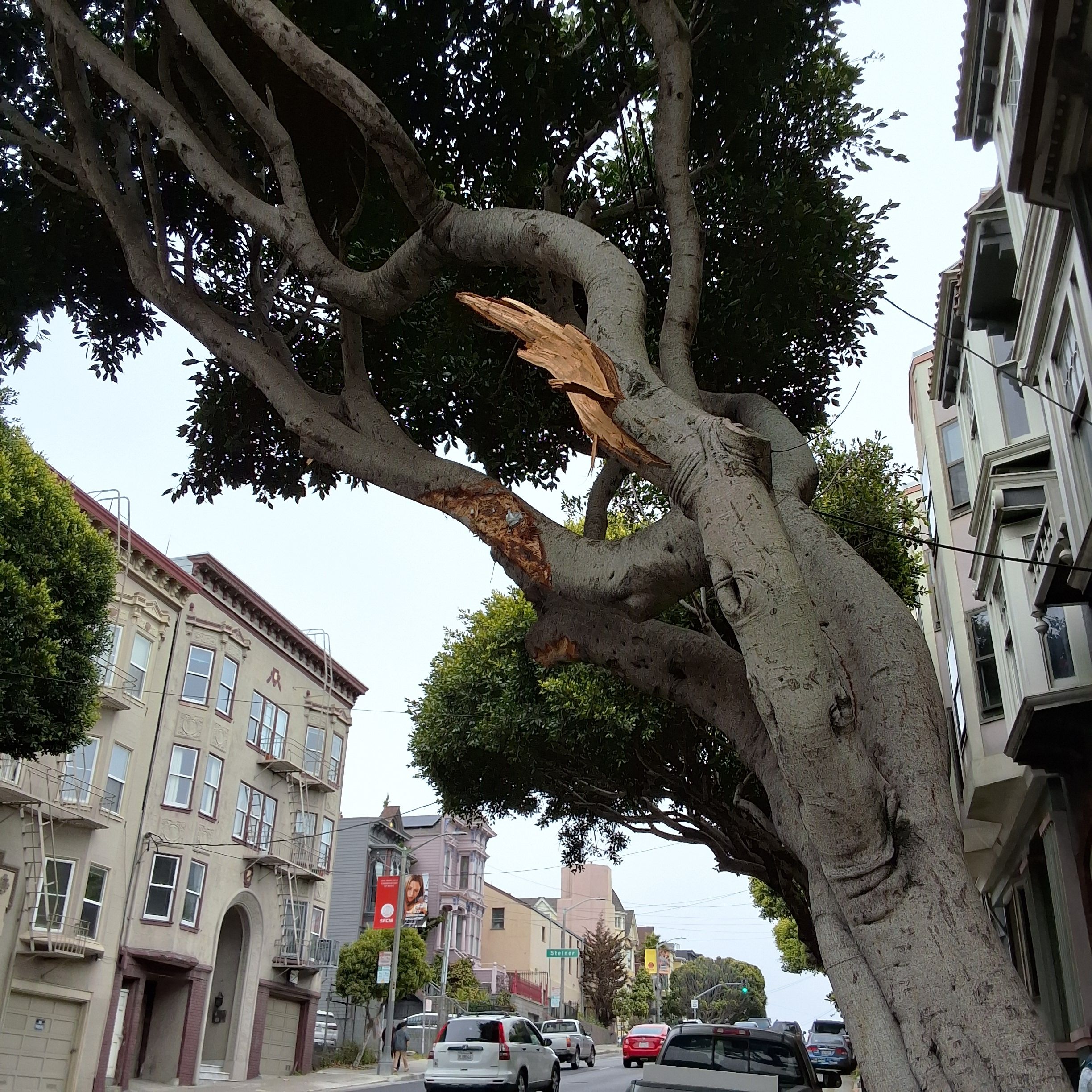 899 Oak Street tree