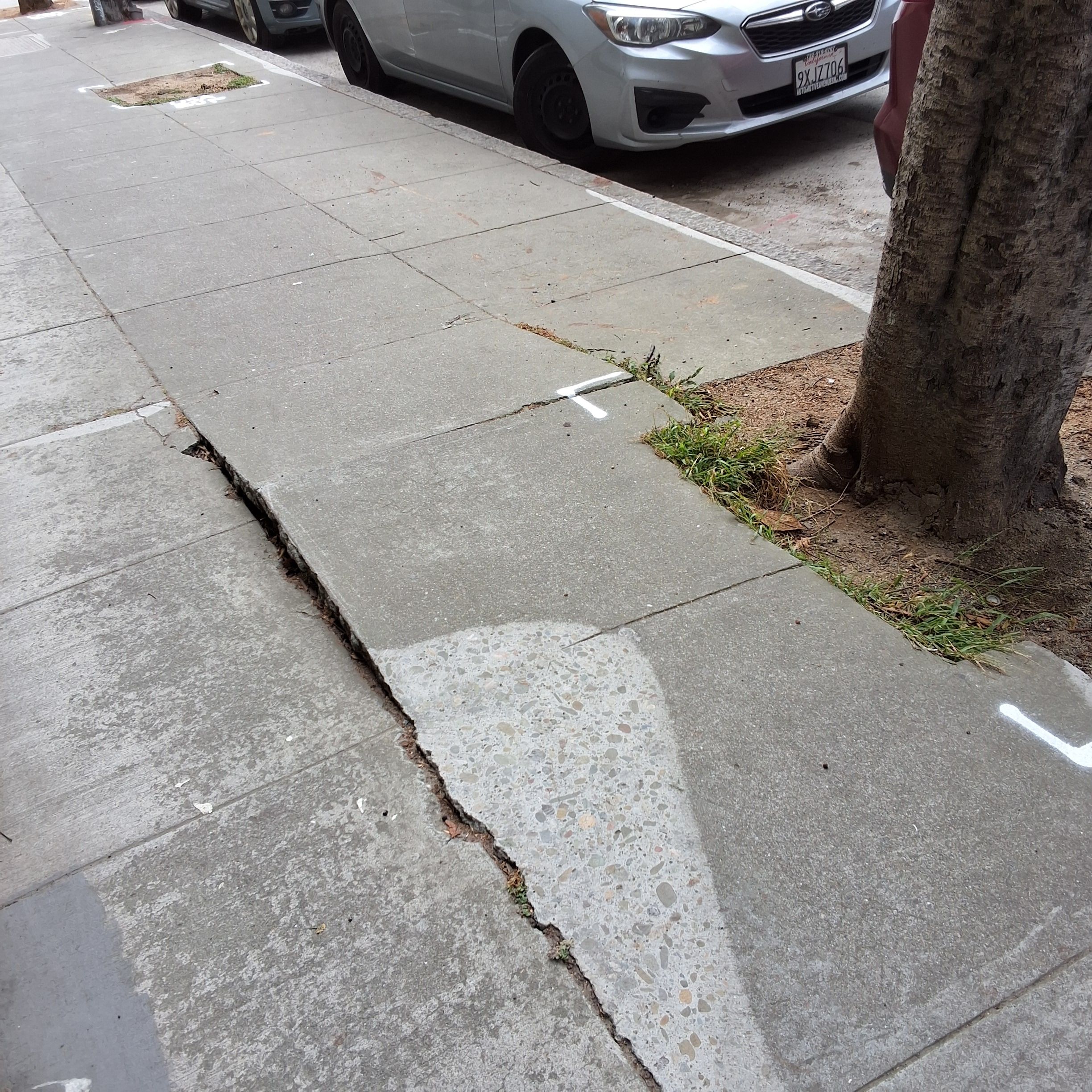 899 Oak Street tree
