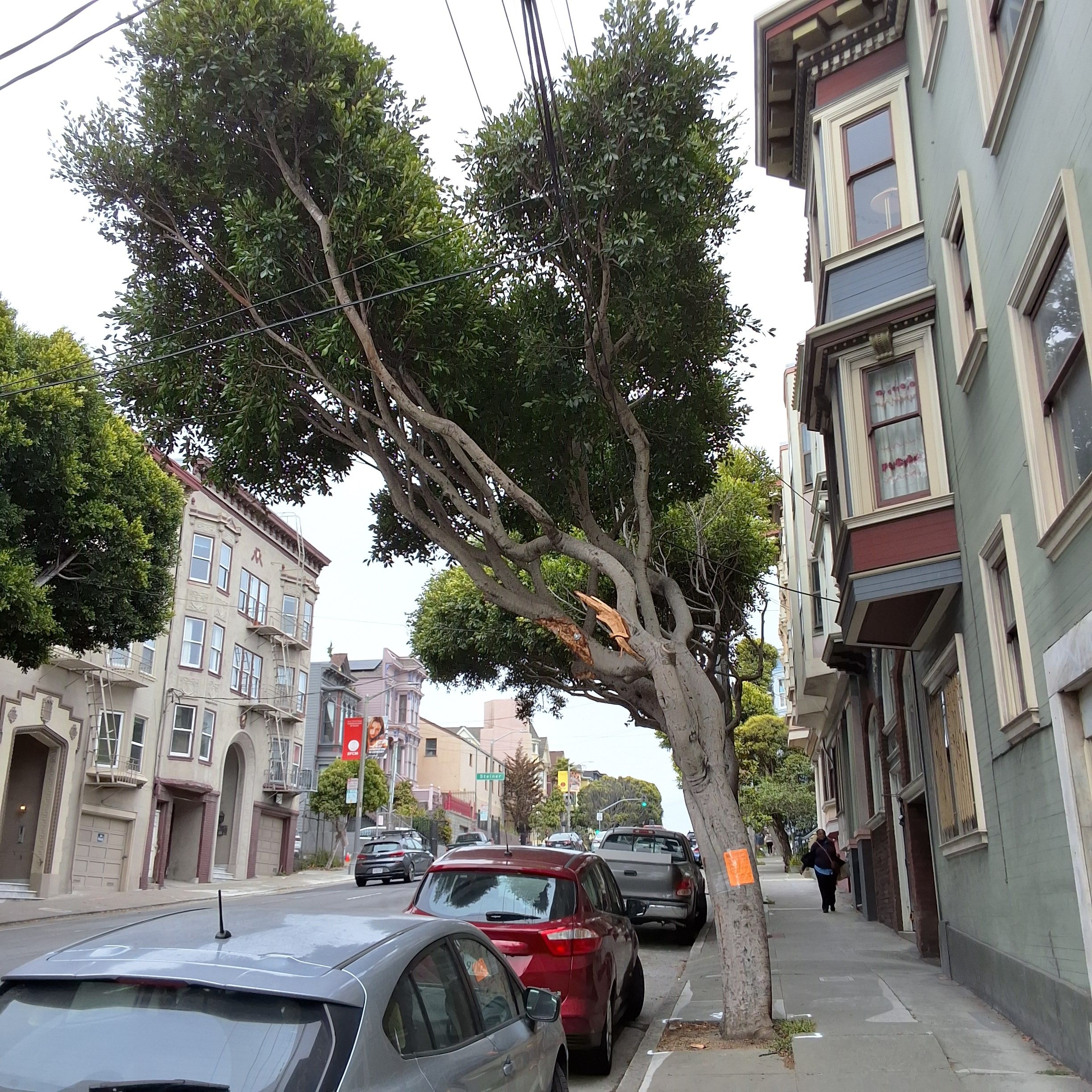 899 Oak Street tree
