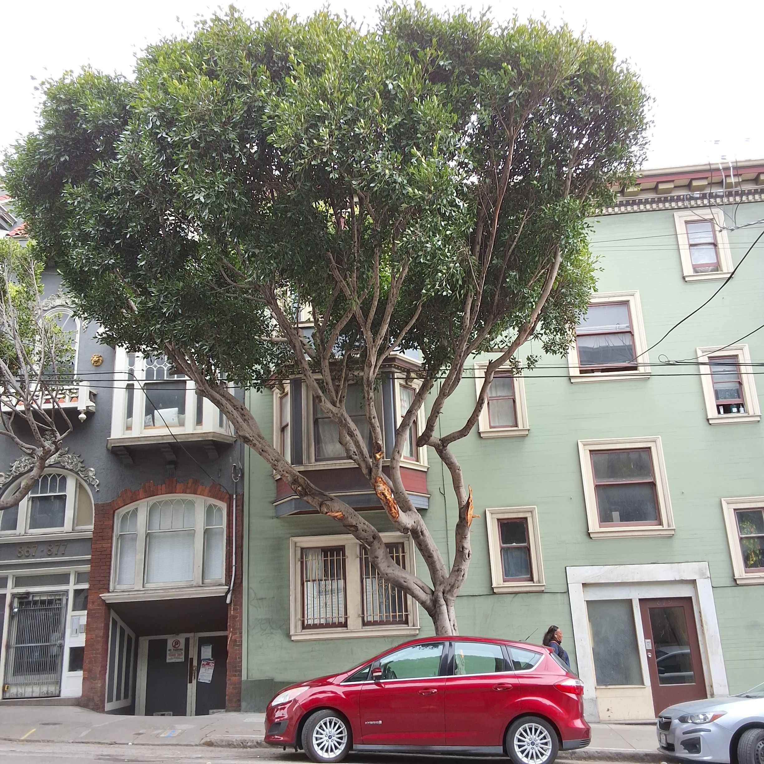 899 Oak Street tree