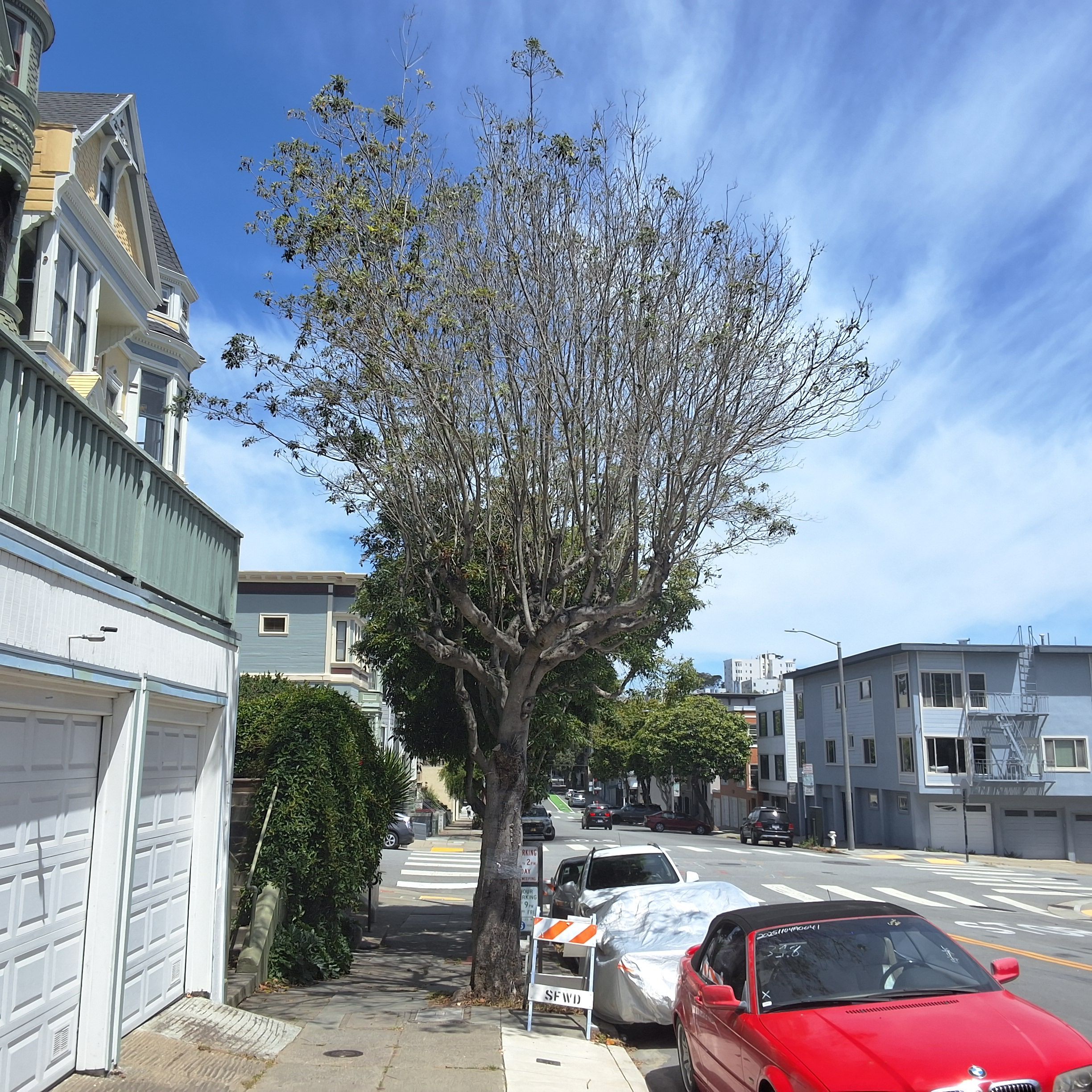 93 Scott St 
