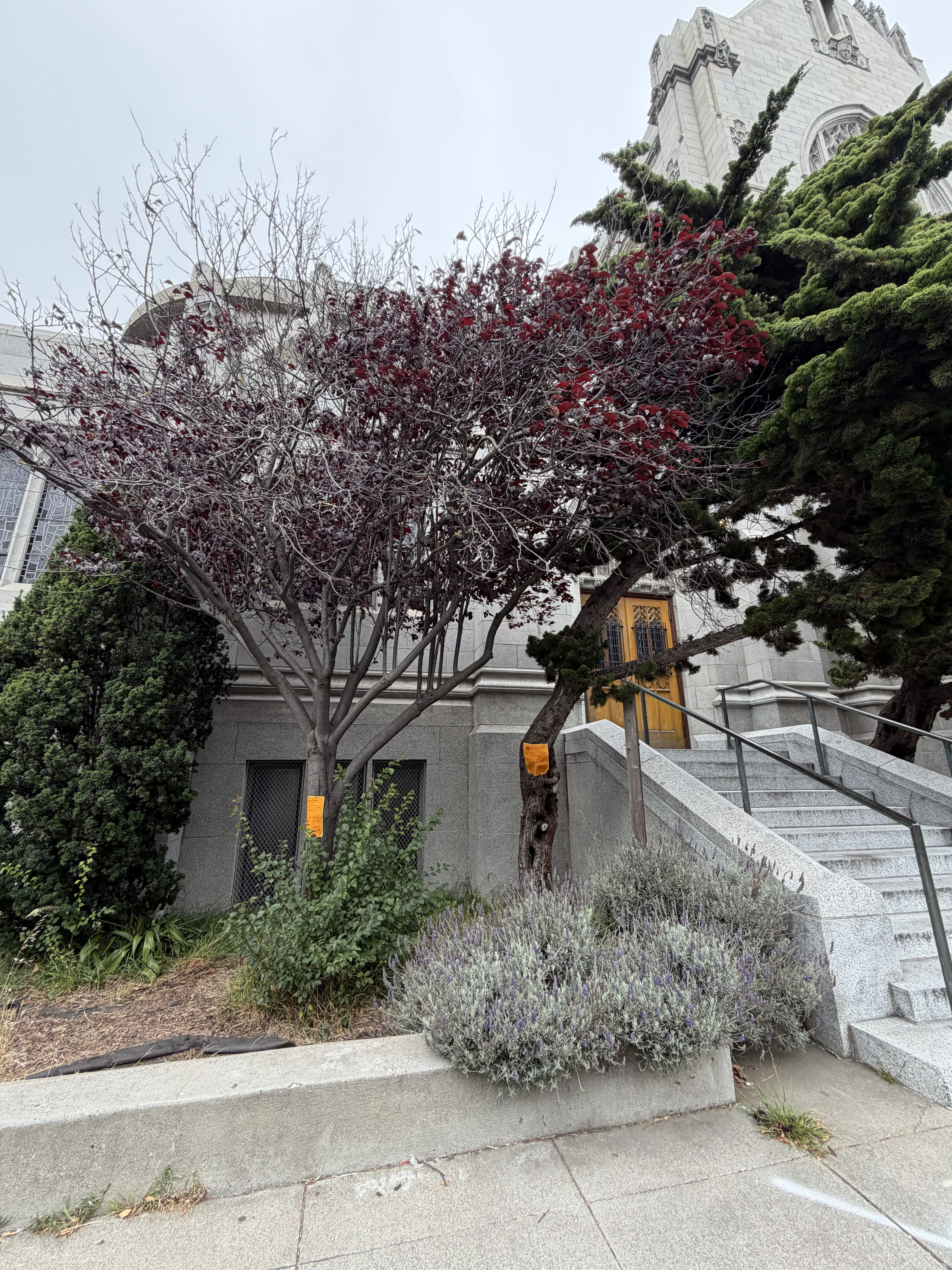 2390 Bush Street tree