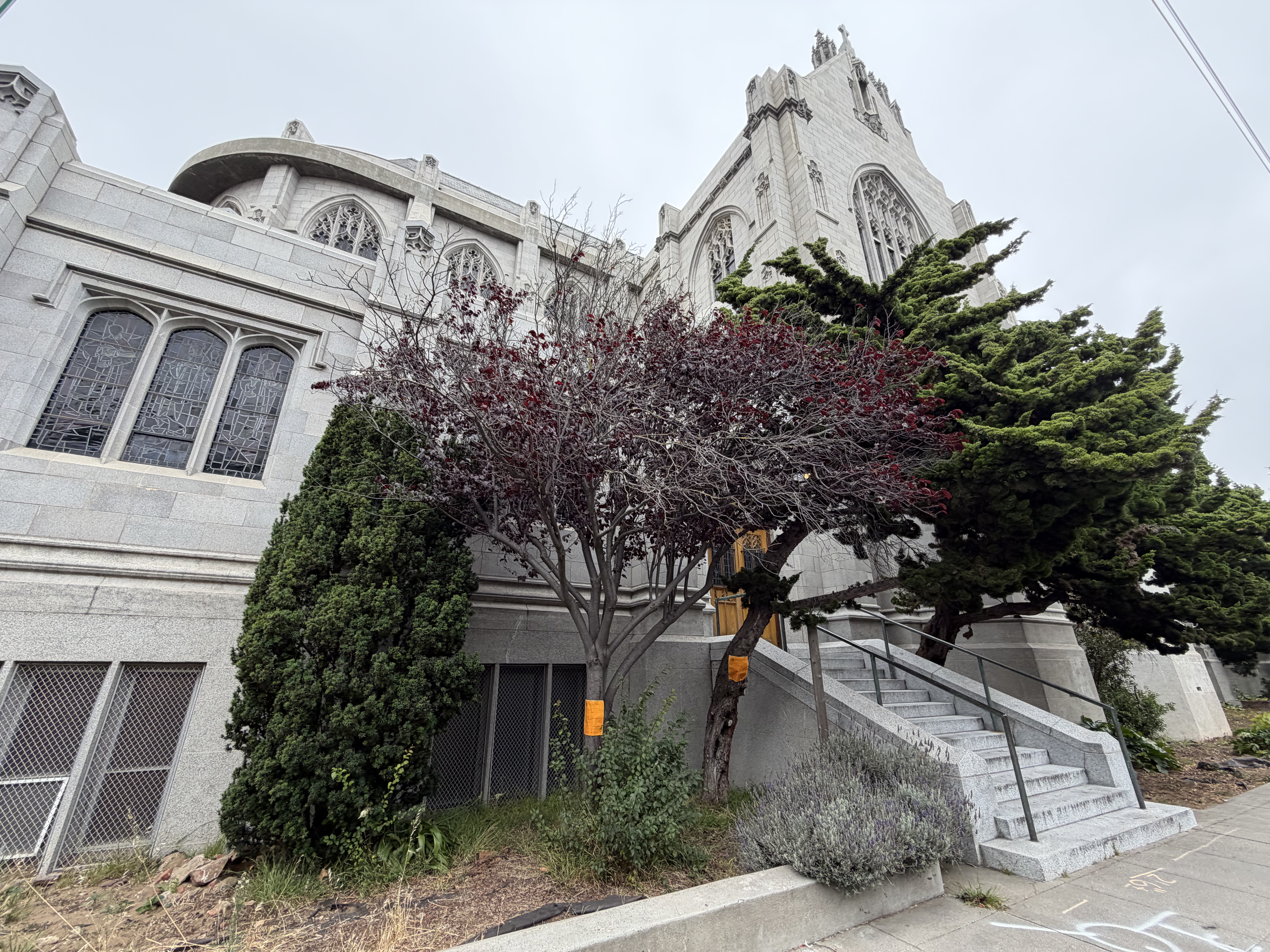 2390 Bush Street tree