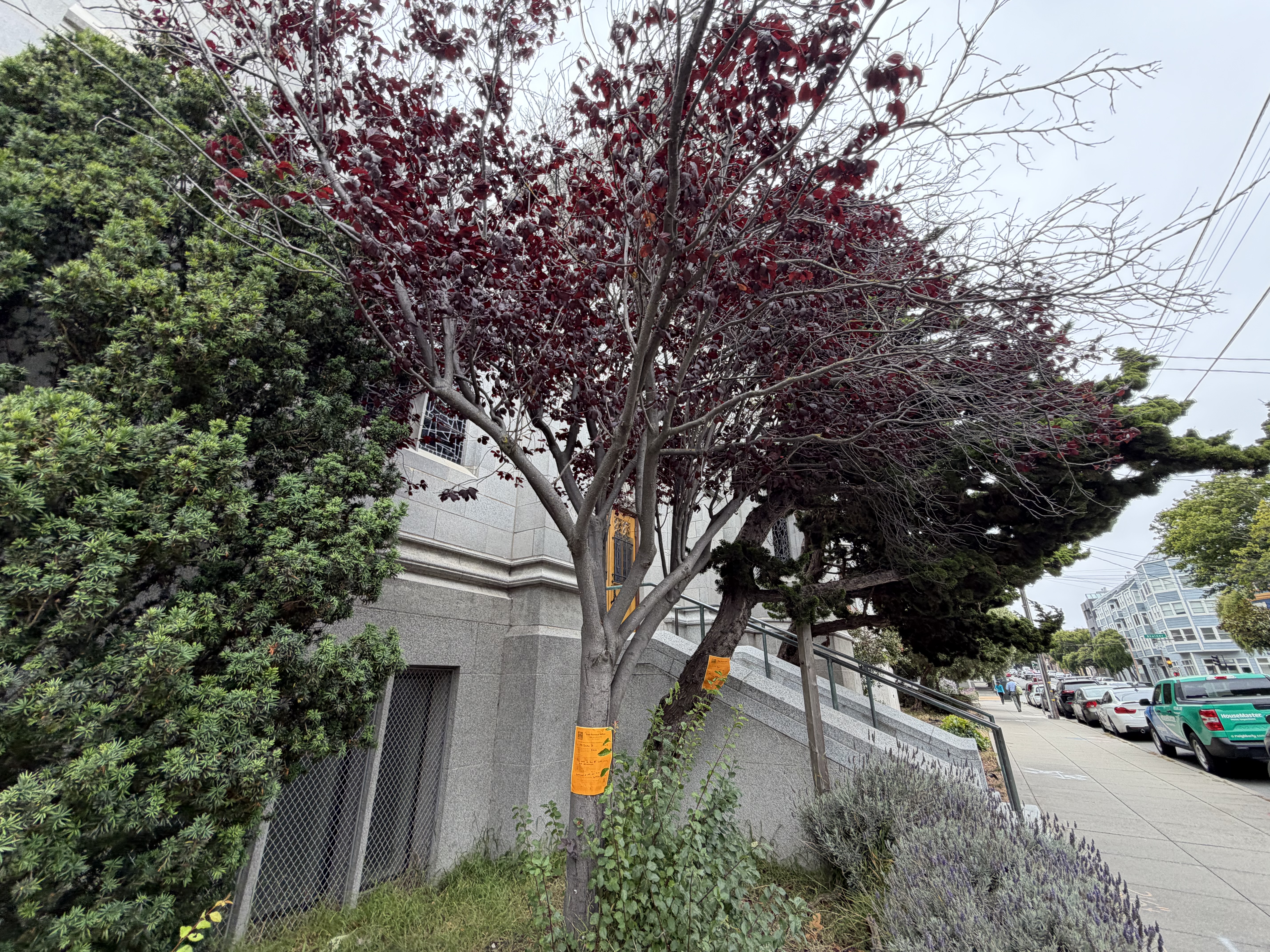 2390 Bush Street tree
