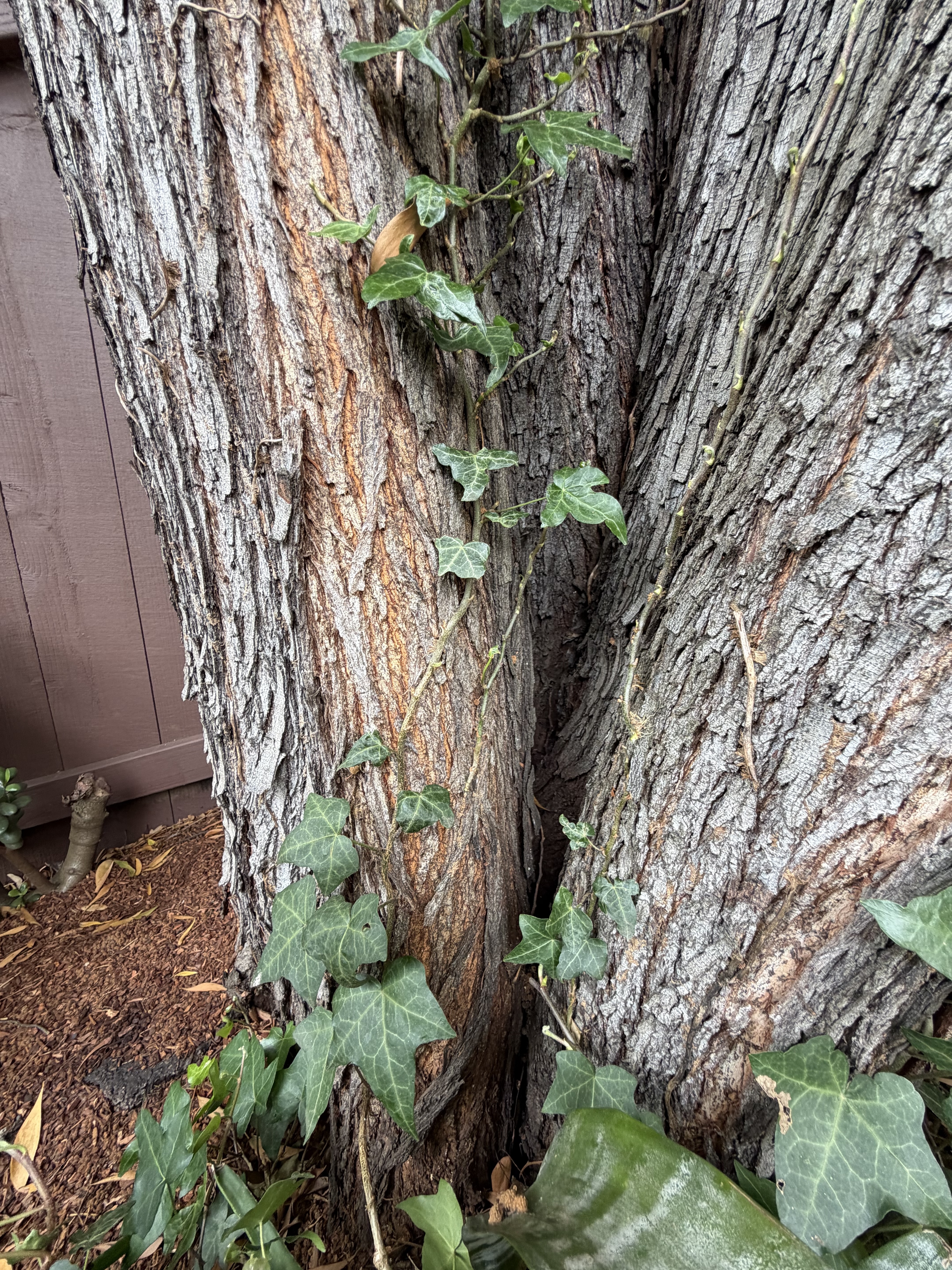 749 Congo Street tree