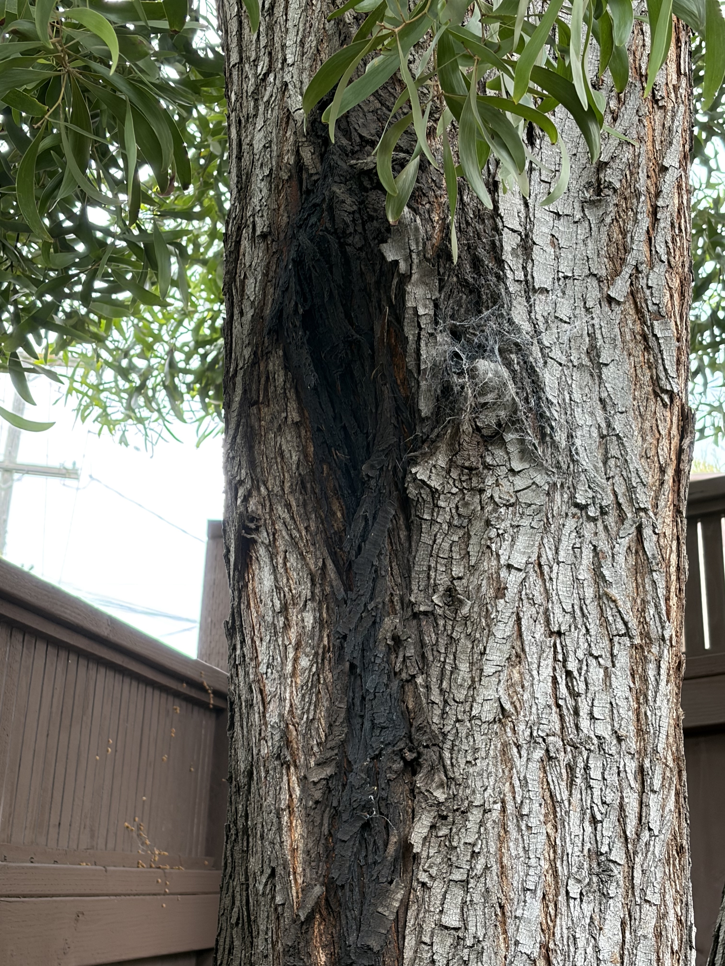 739 Congo Street tree