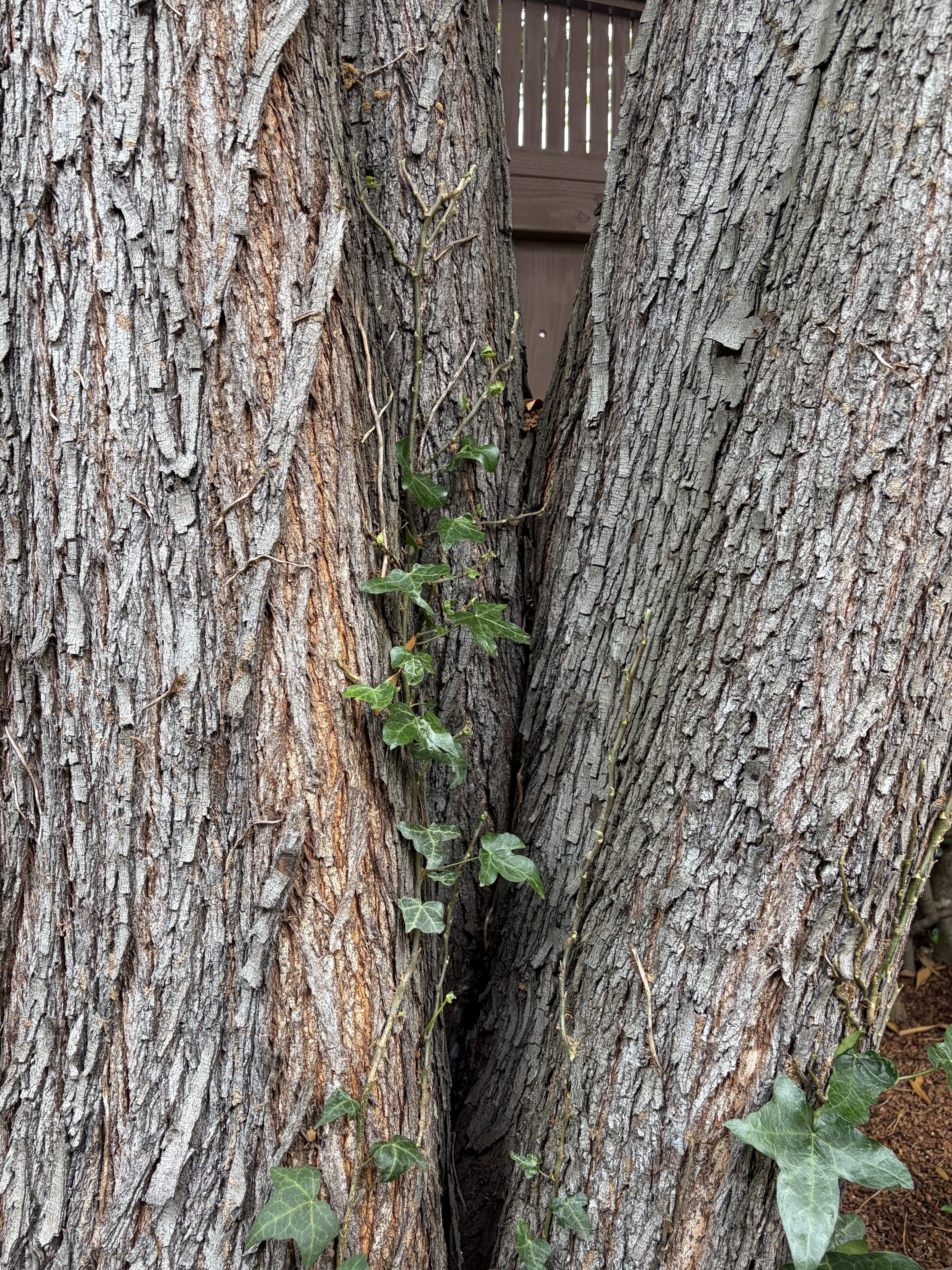 739 Congo Street tree