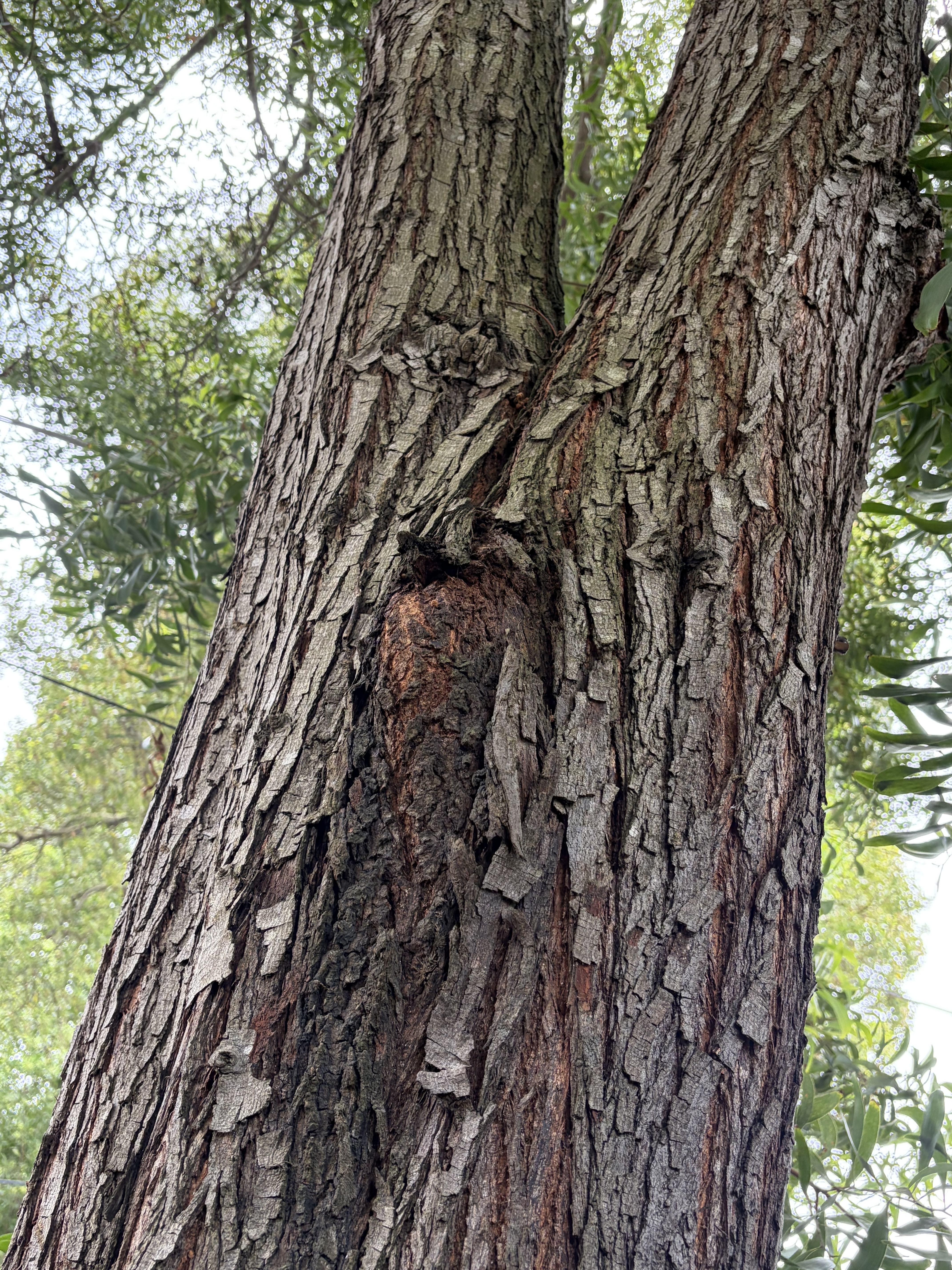 749 Congo Street tree
