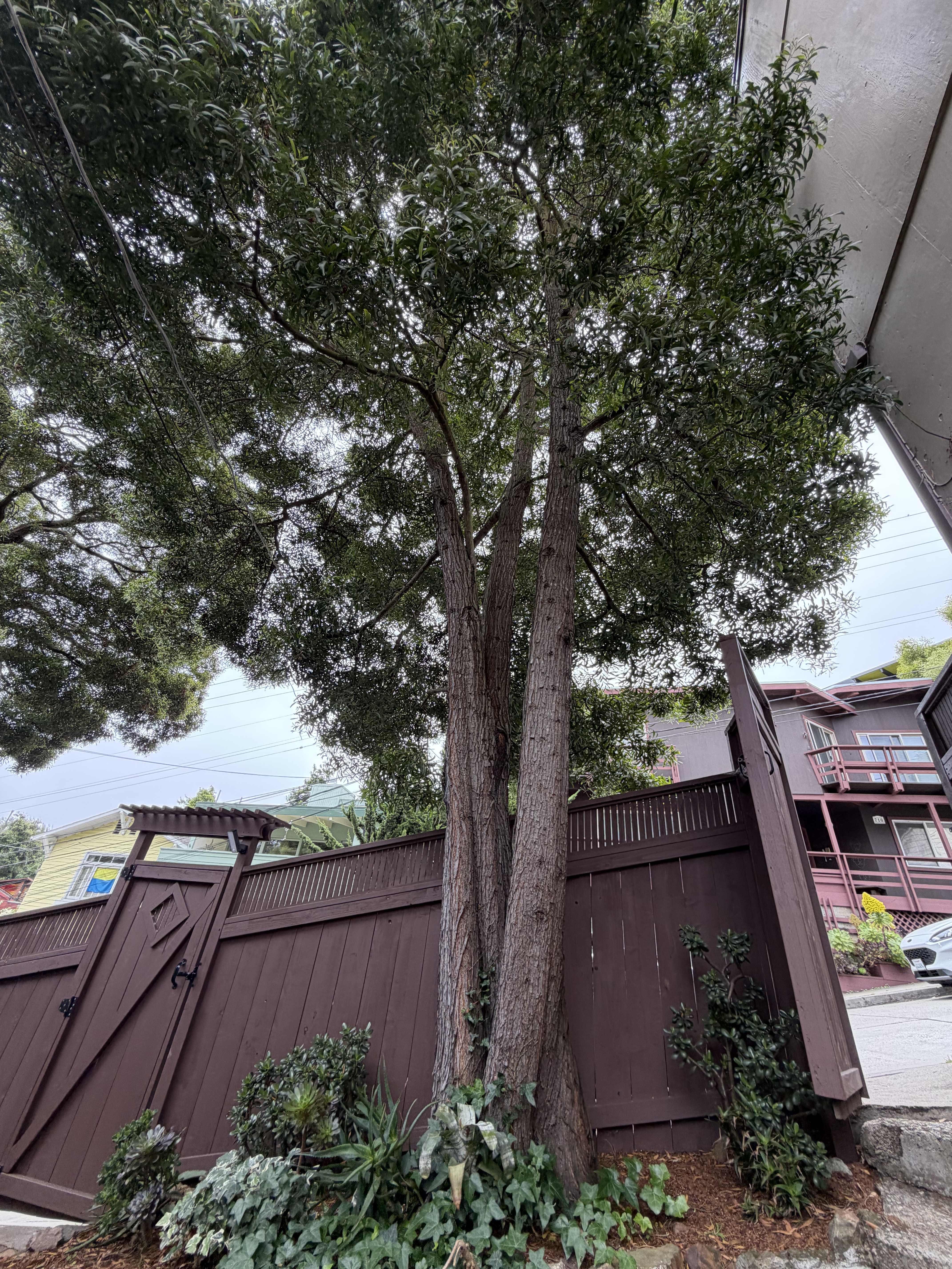 739 Congo Street tree