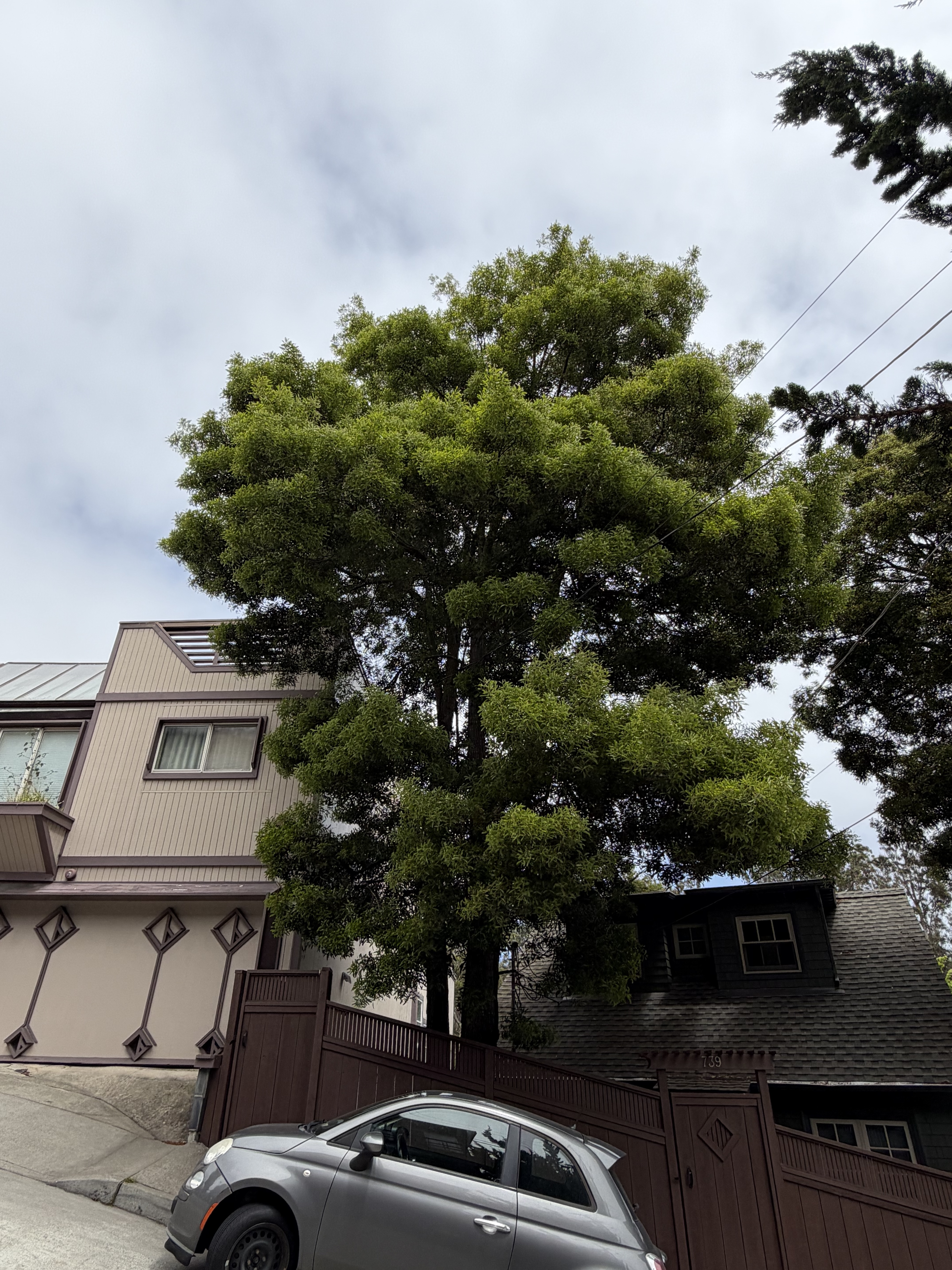 739 Congo Street tree