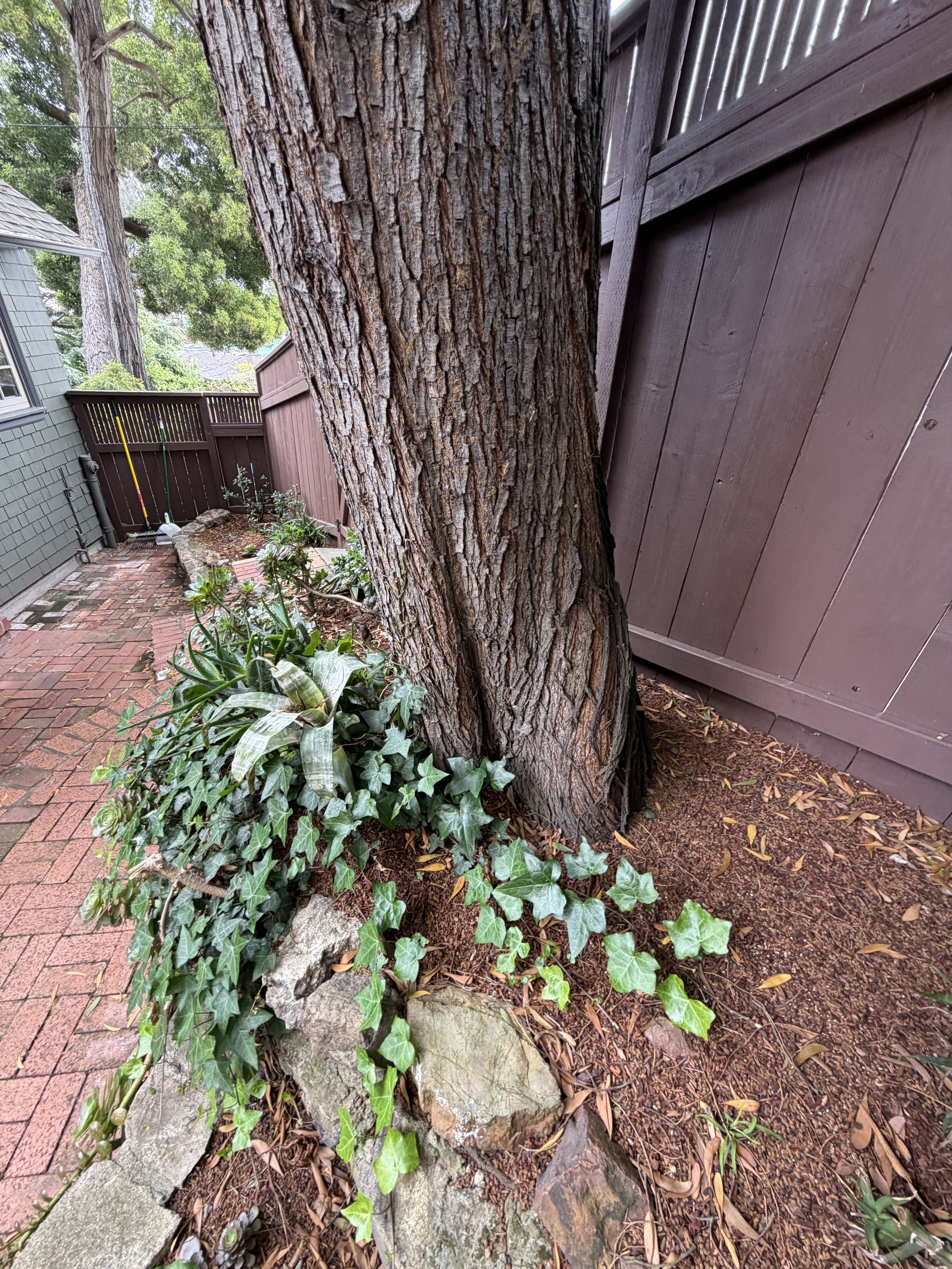 749 Congo Street tree