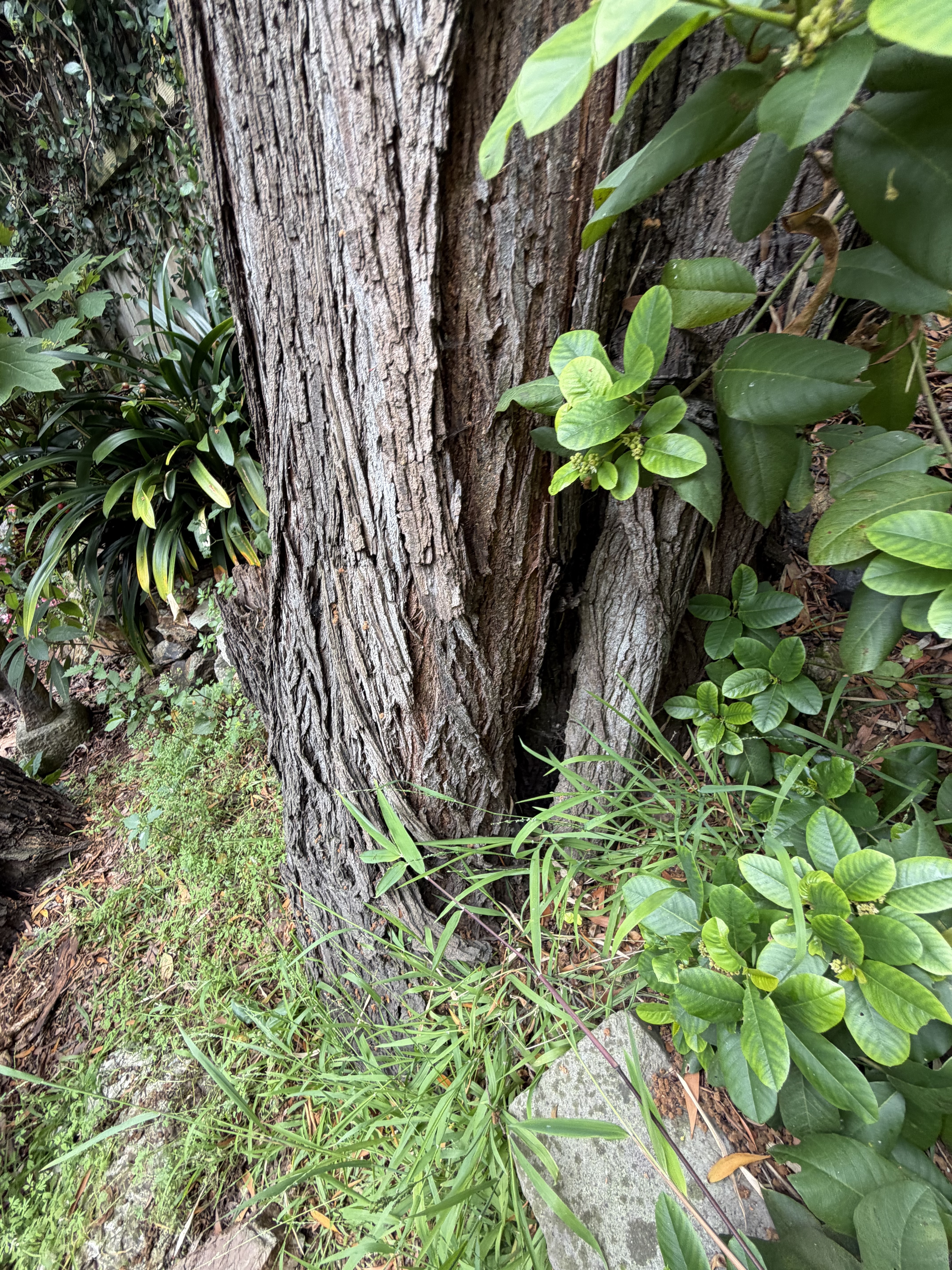 749 Congo Street tree