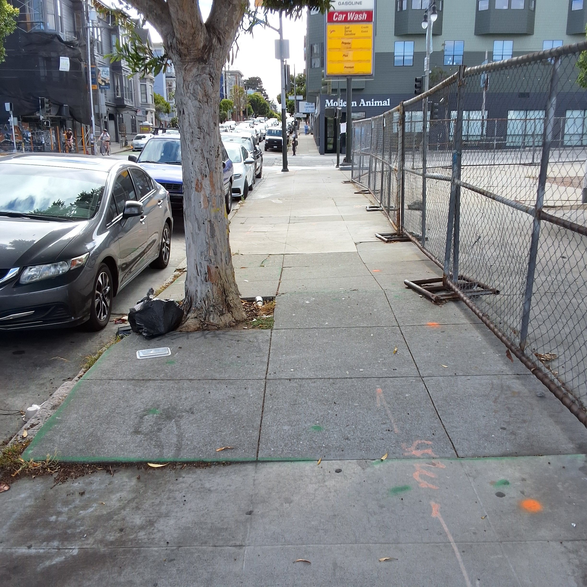 1074 Oak Street tree