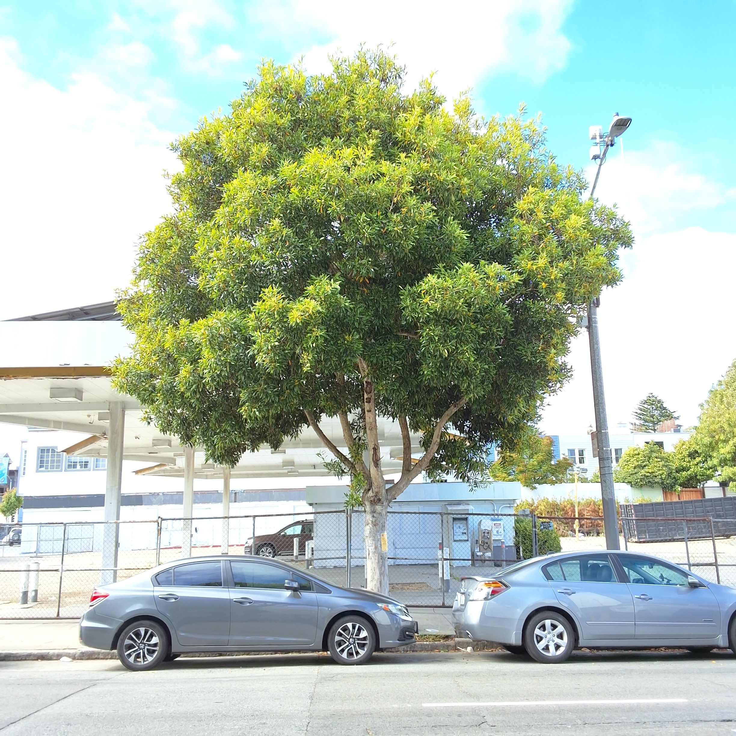 1074 Oak Street tree