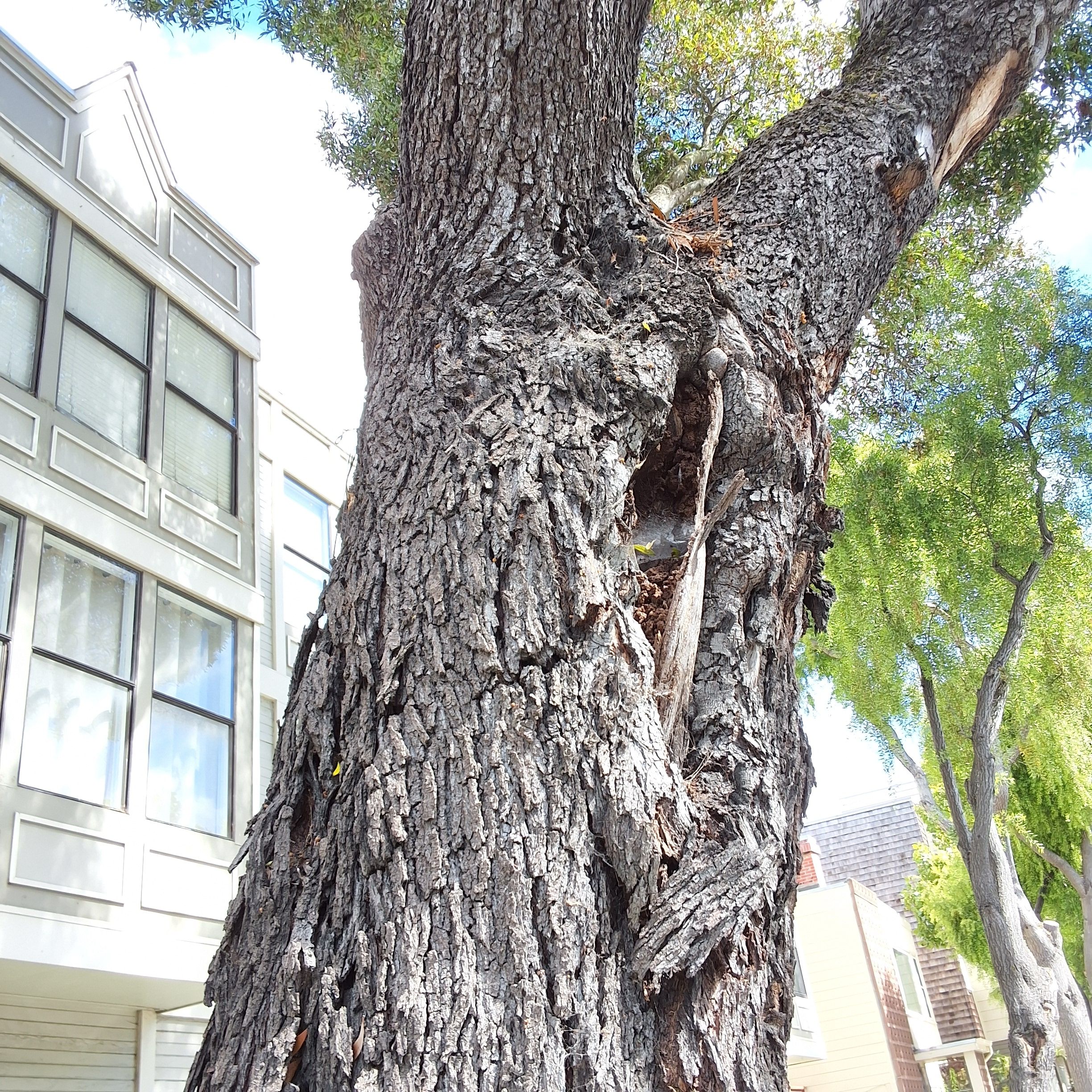 1350 Divisadero Street tree