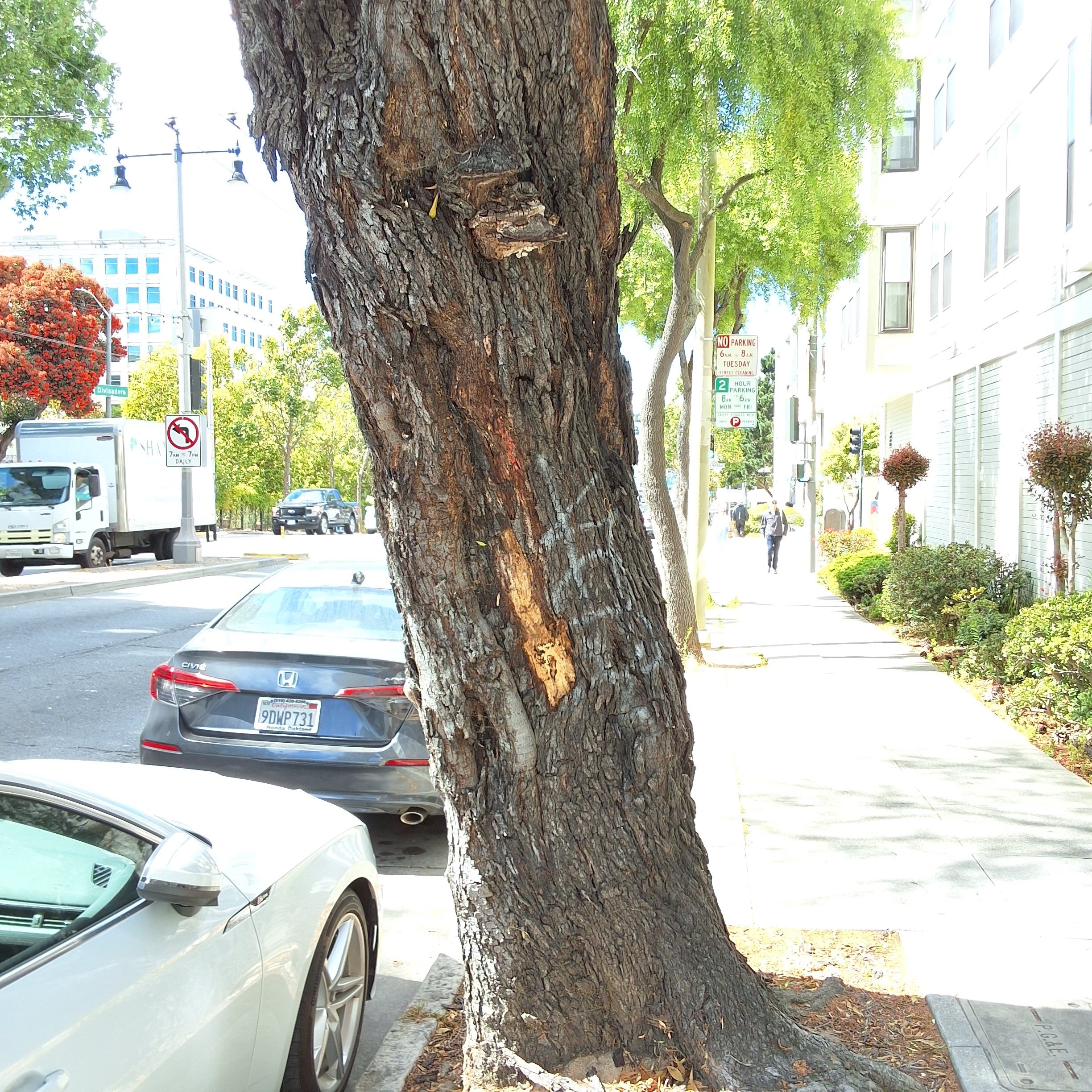 1350 Divisadero Street tree