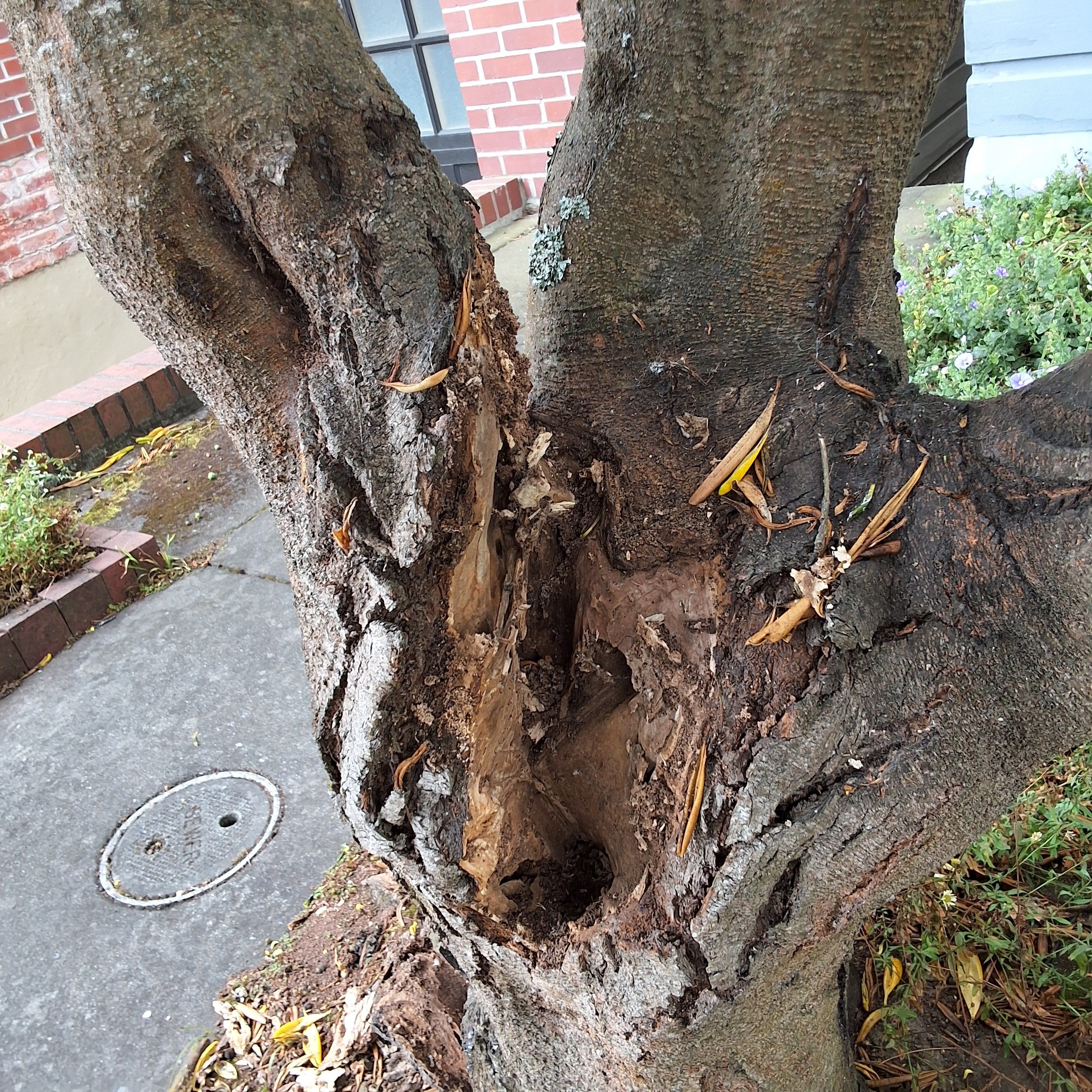 1044 Shrader Street tree