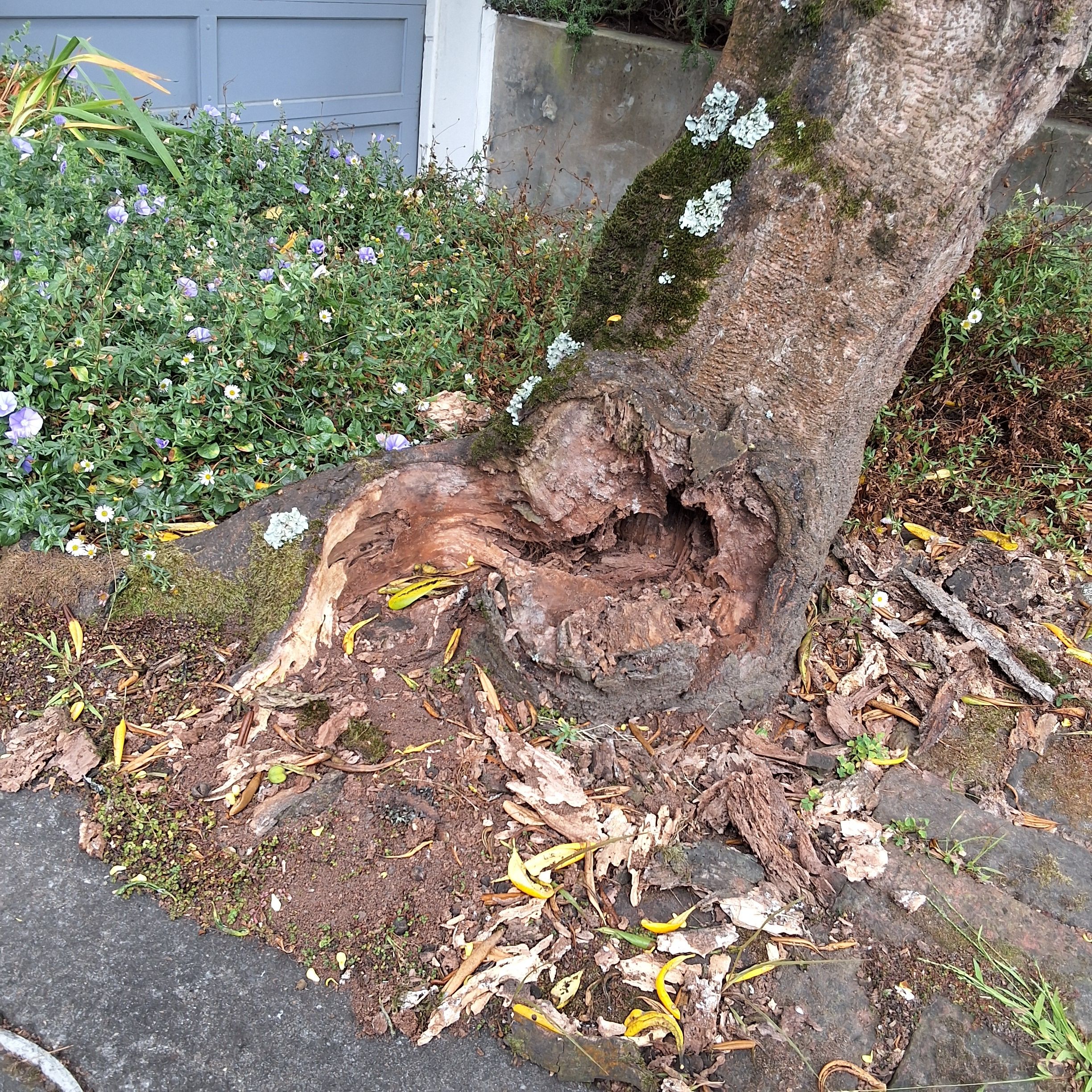1044 Shrader Street tree