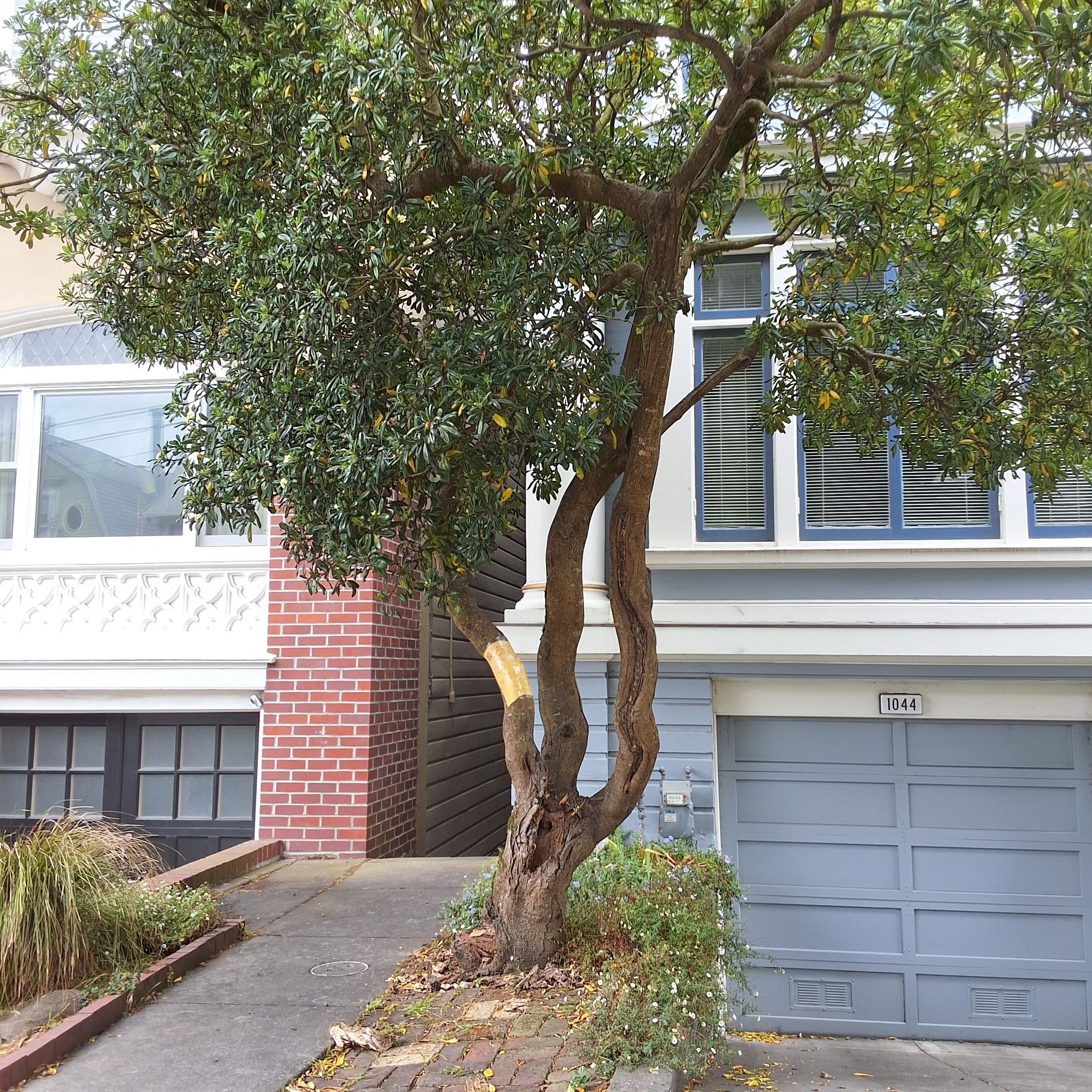 1044 Shrader Street tree