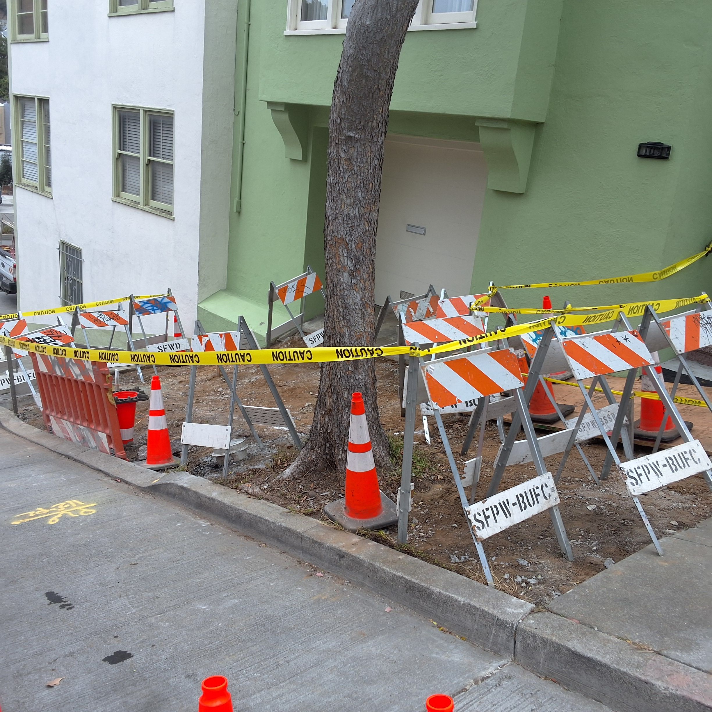 109 Chilton Avenue tree