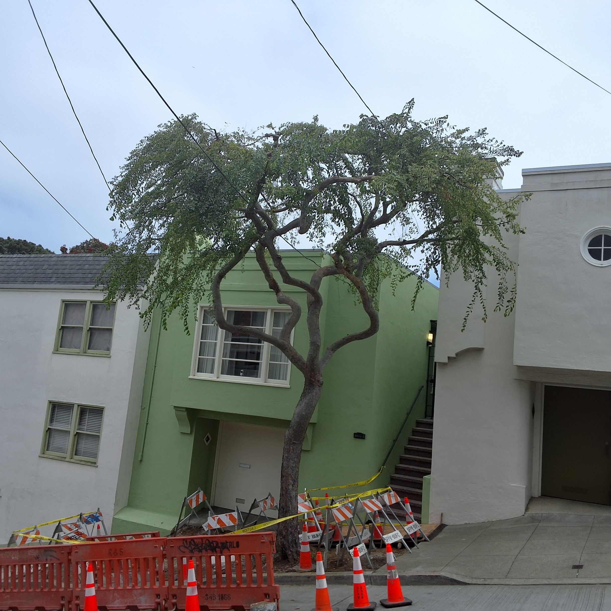 109 Chilton Avenue tree
