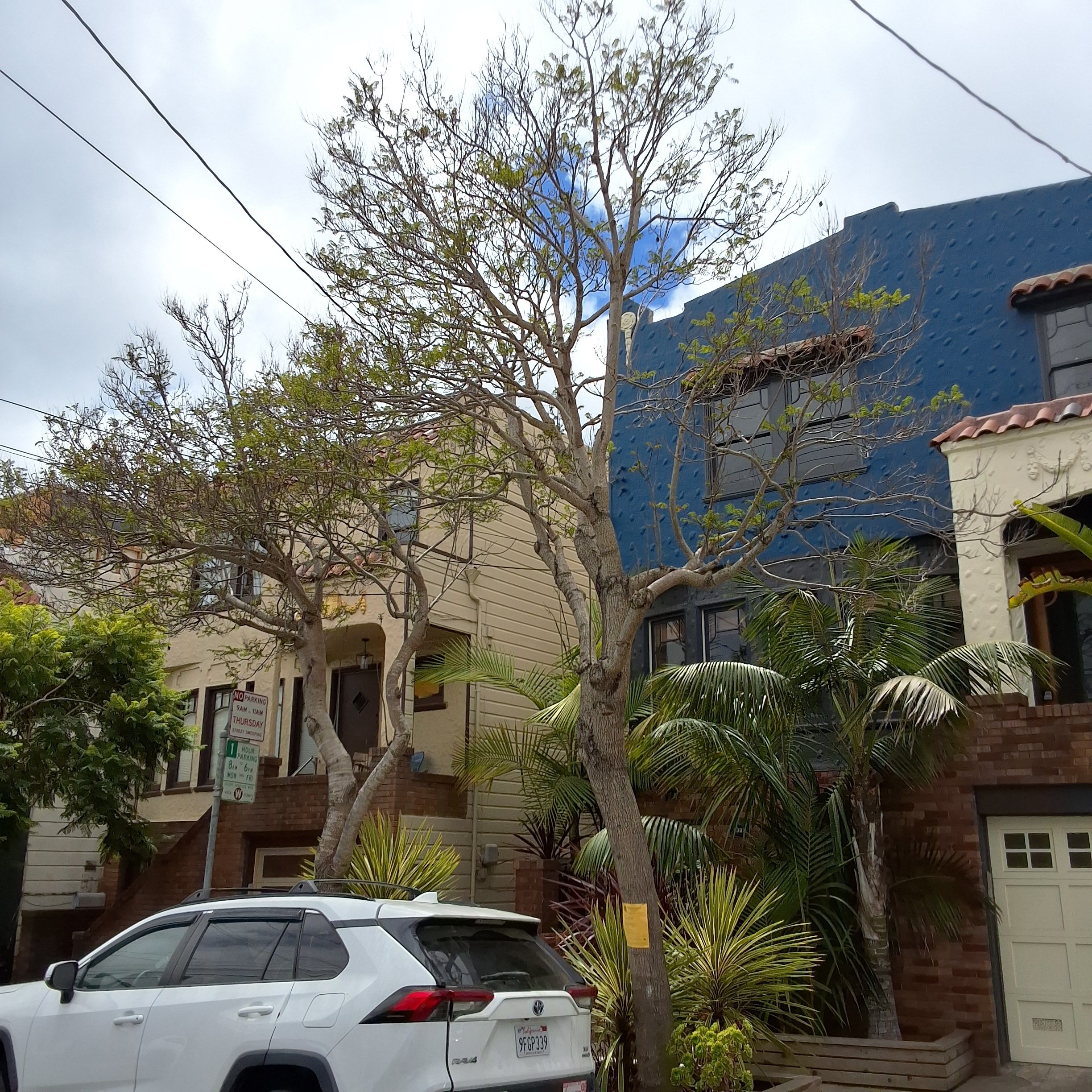 1306 York Street tree