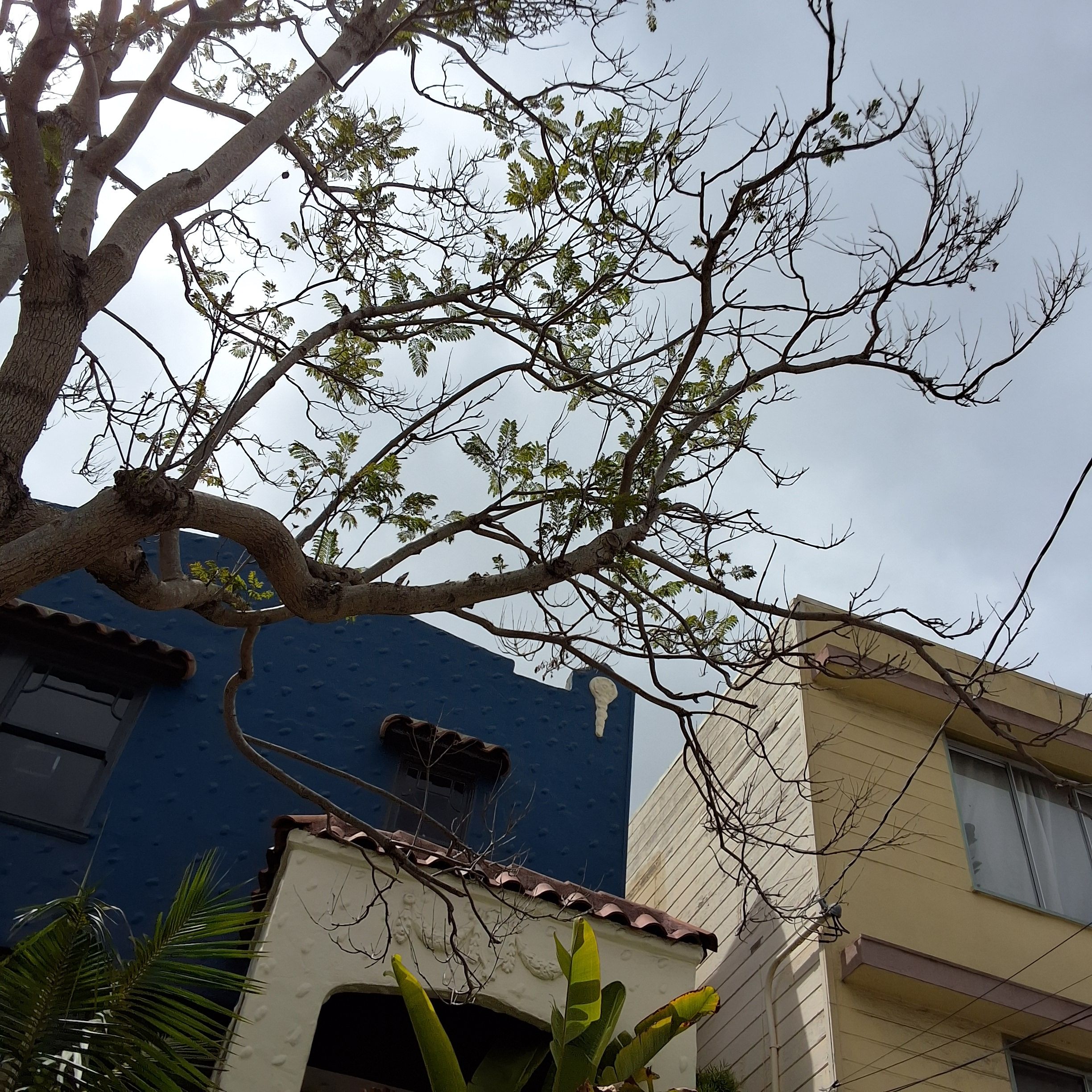 1306 York Street tree