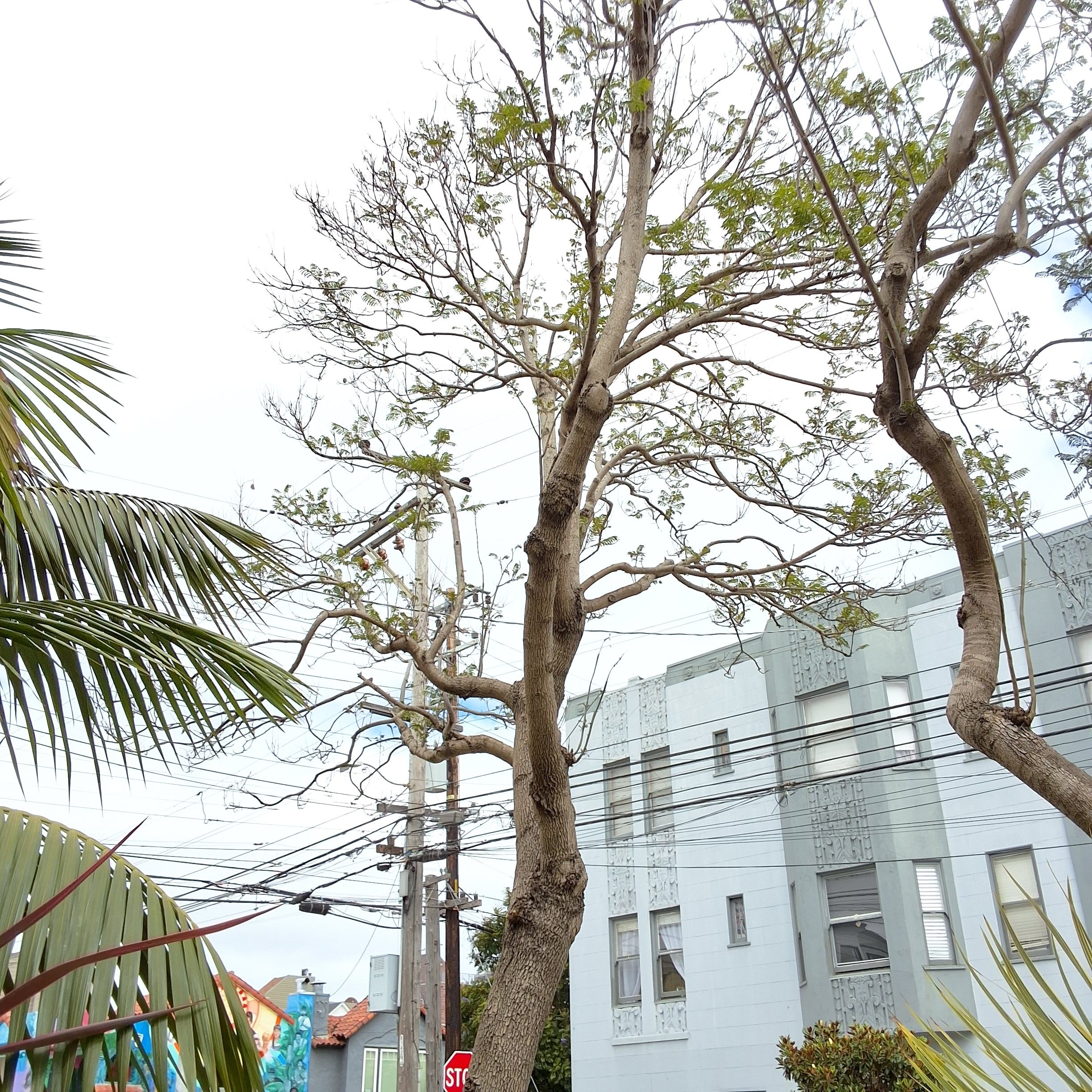 1306 York Street tree