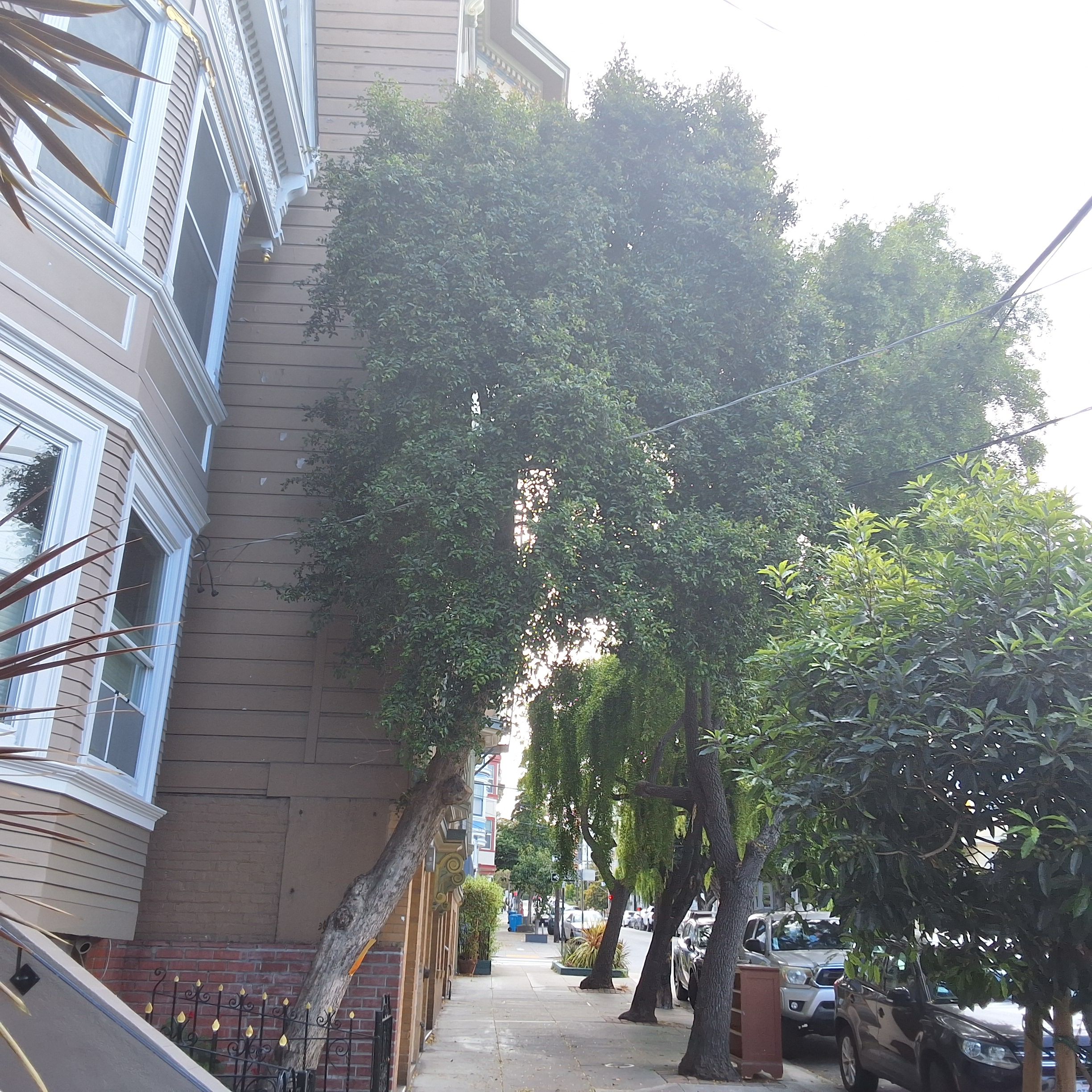 1931 15th Avenue tree