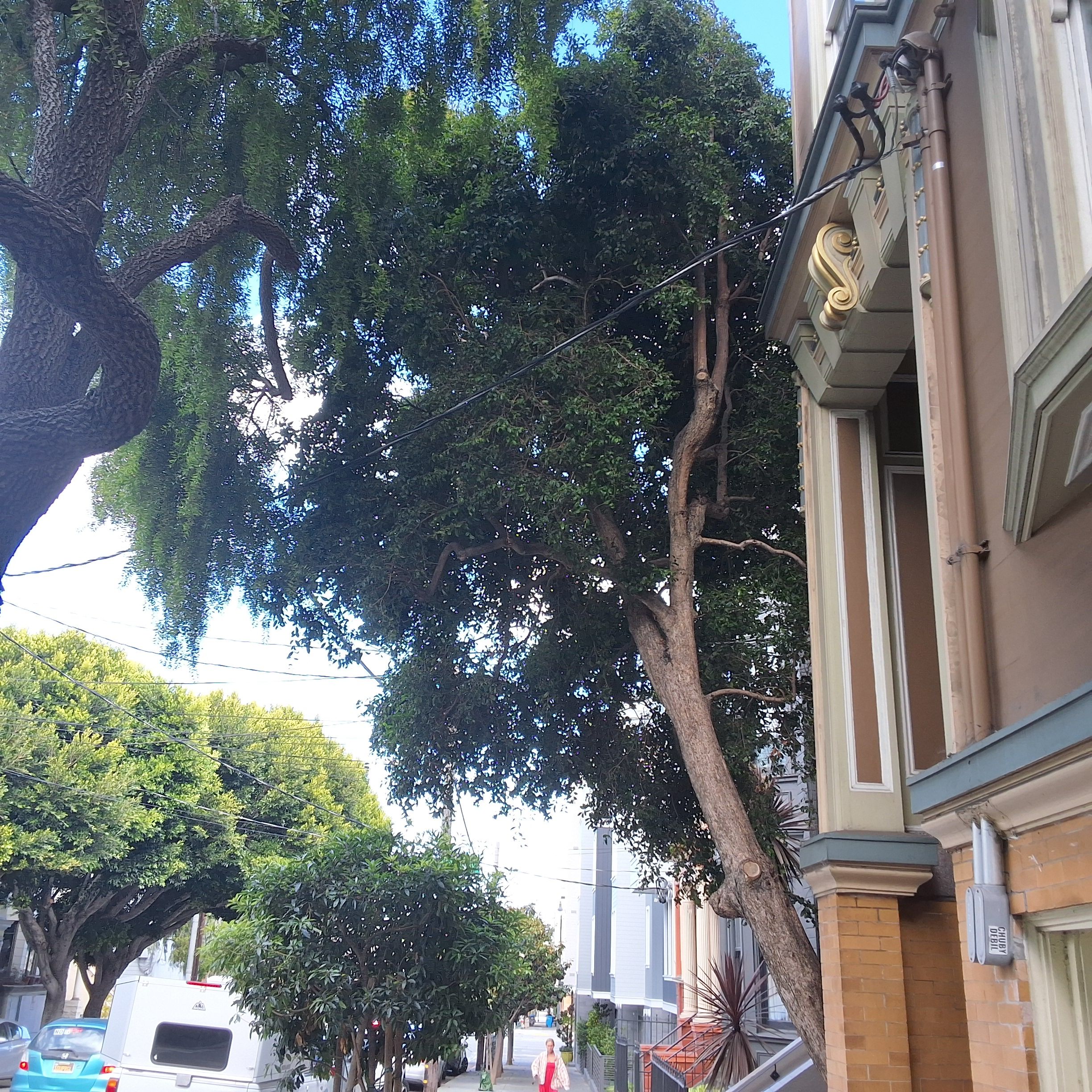 1931 15th Avenue tree