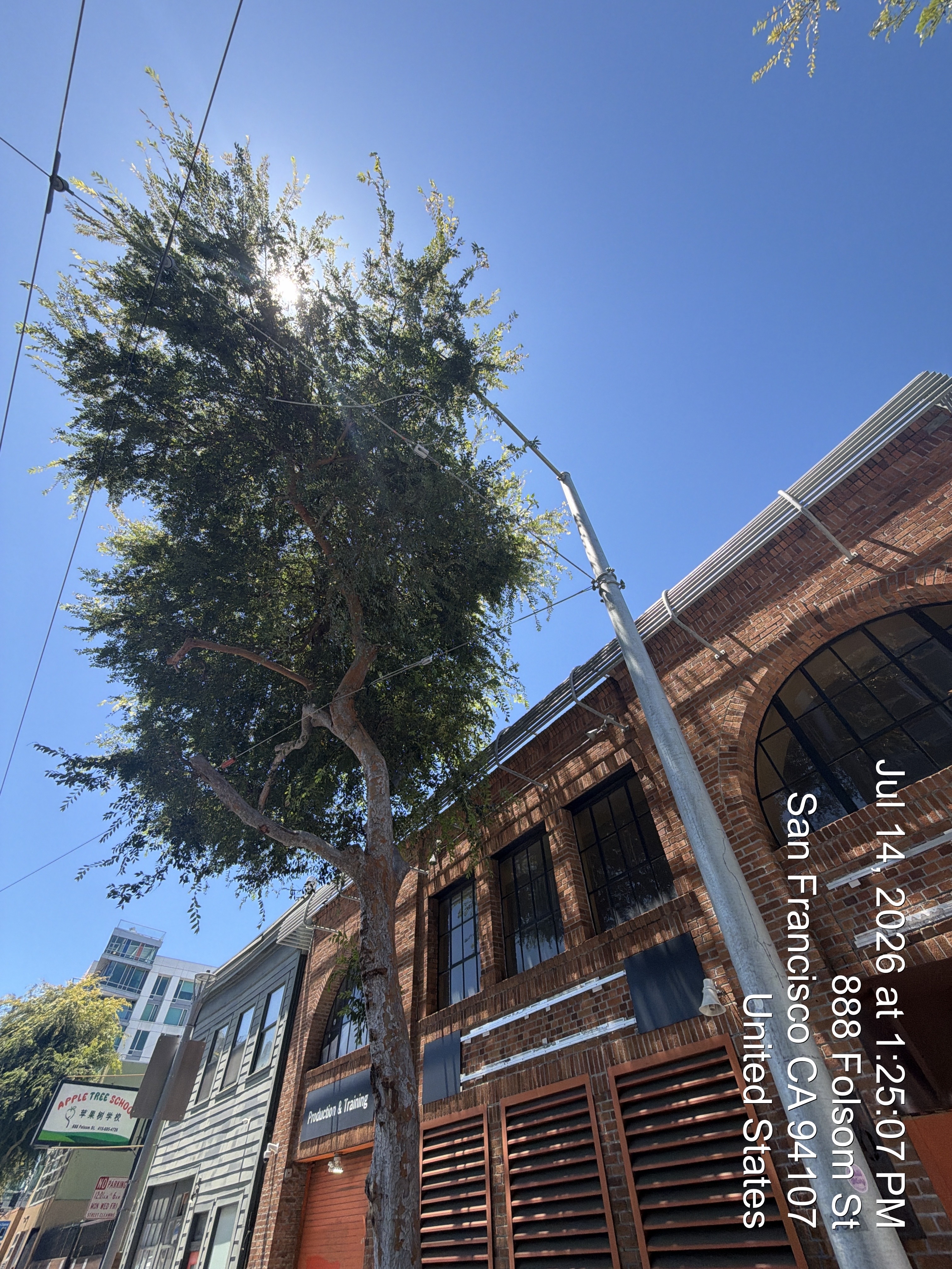 880 Folsom Street tree