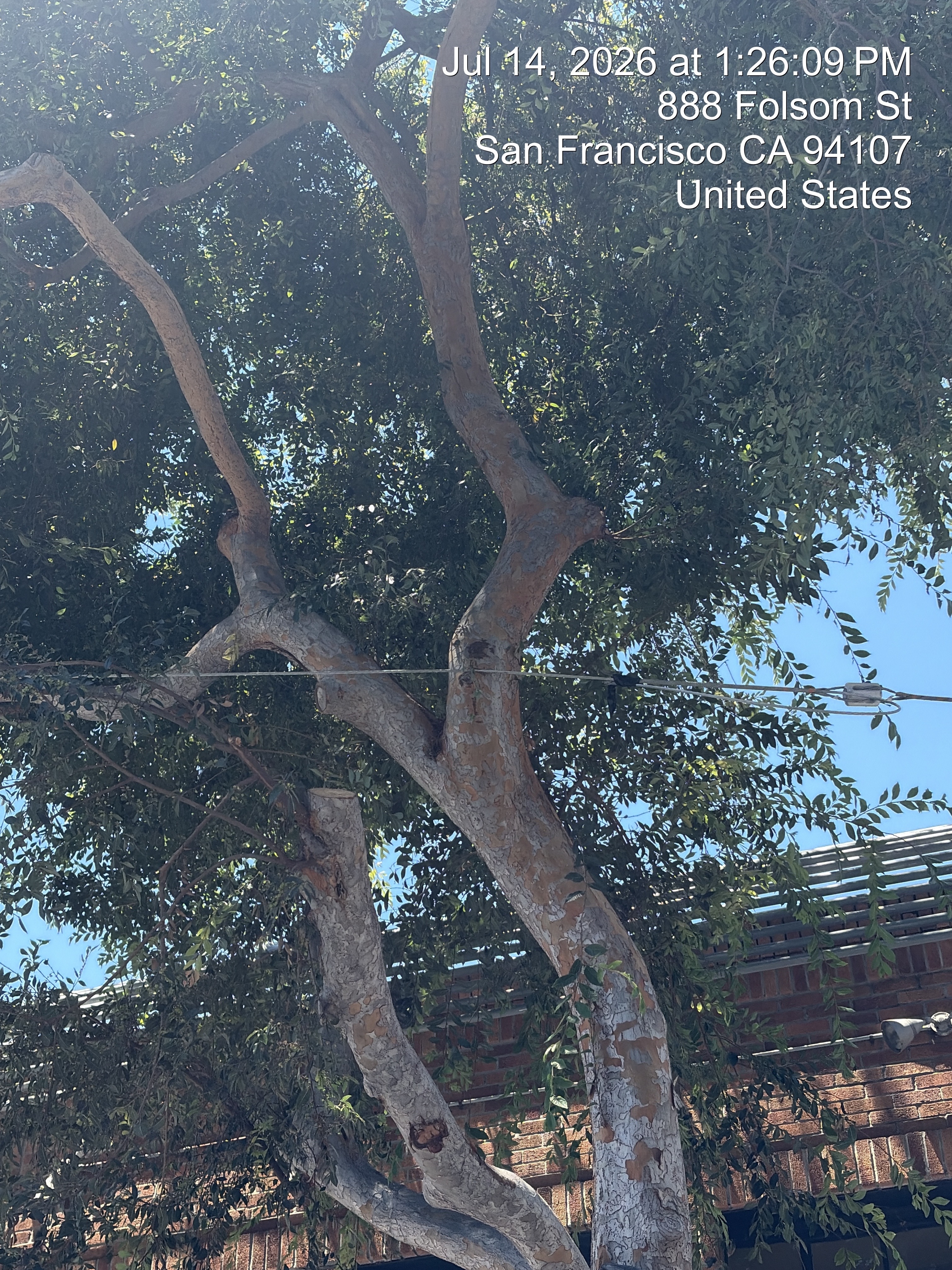 880 Folsom Street tree