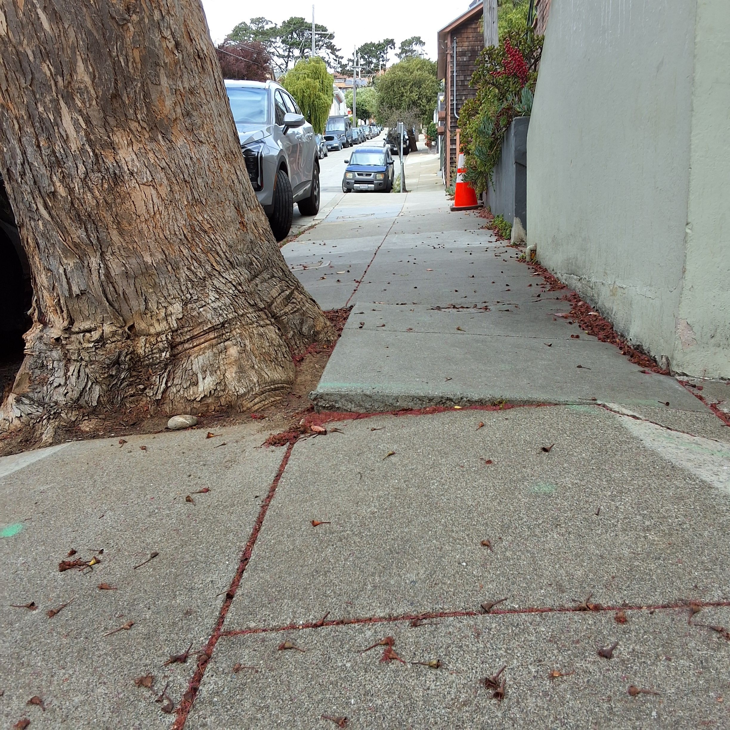 307 Moultrie Street tree