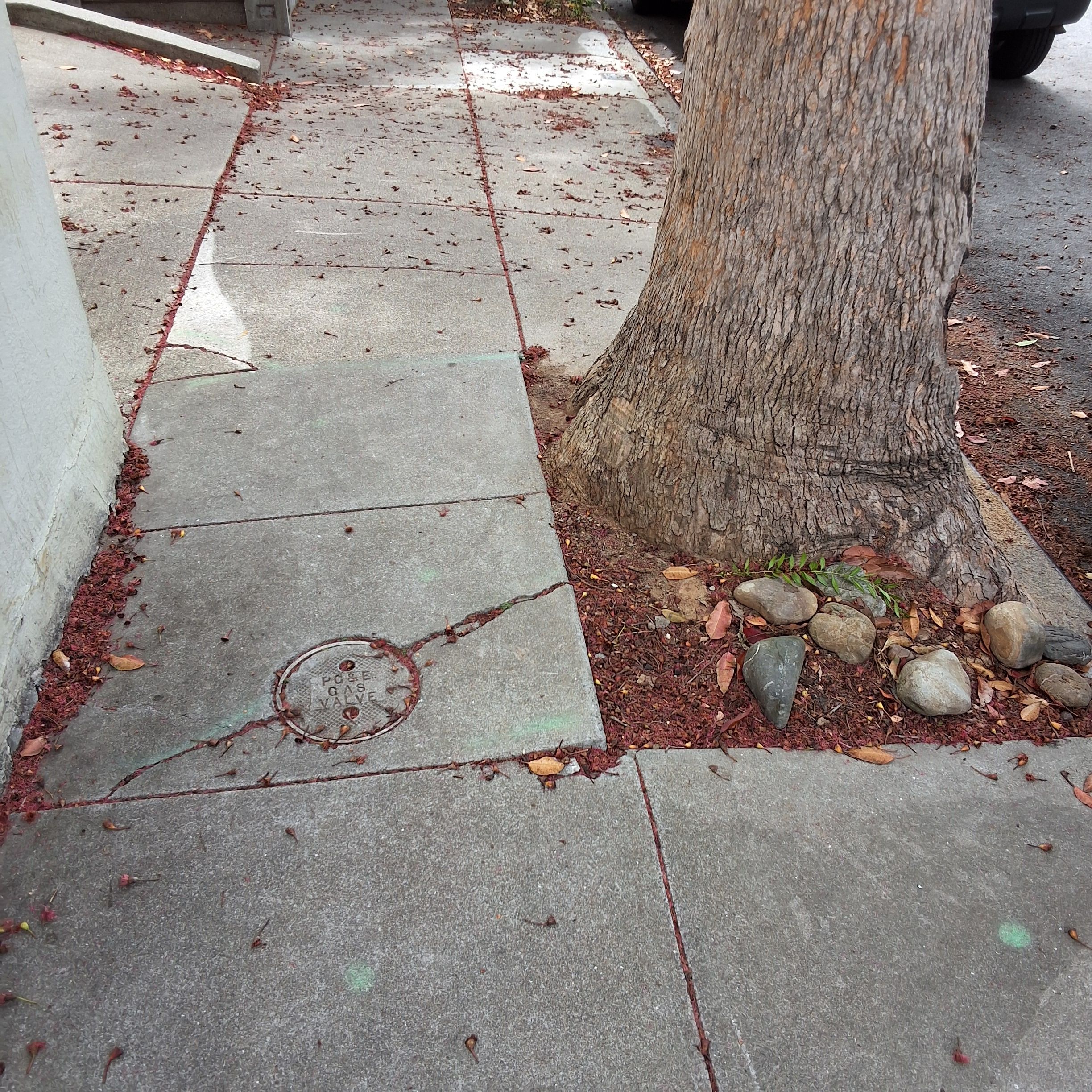 307 Moultrie Street tree