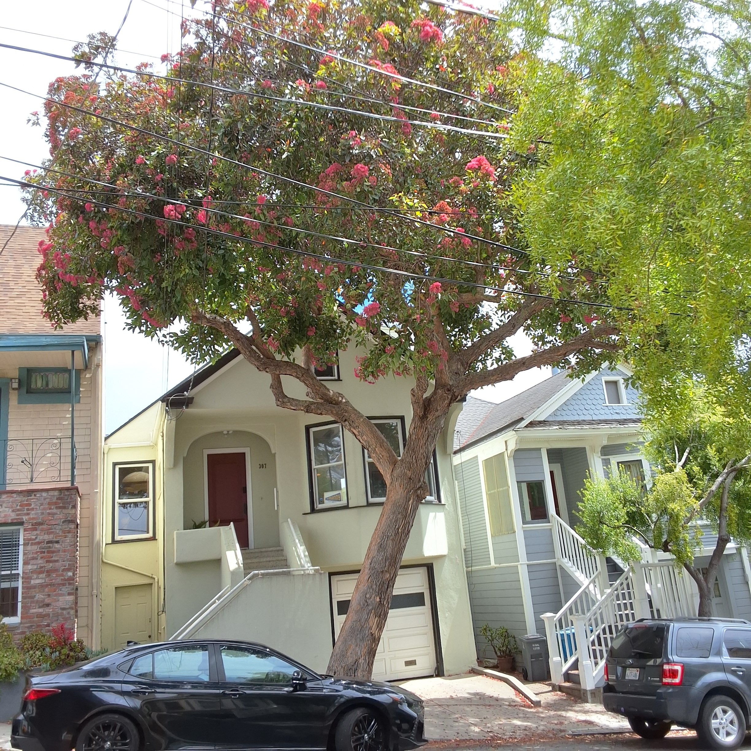 307 Moultrie Street tree