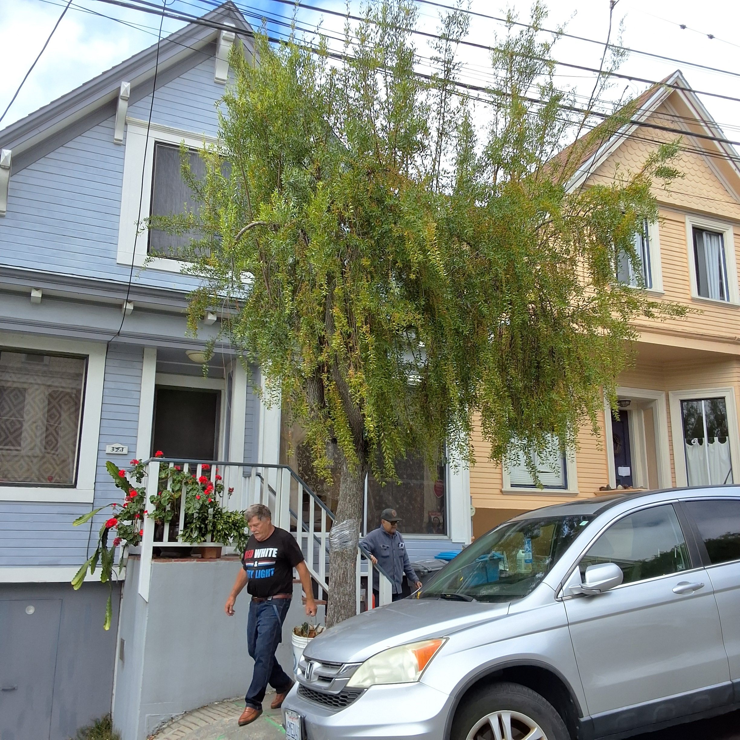 324 Moultrie Street tree