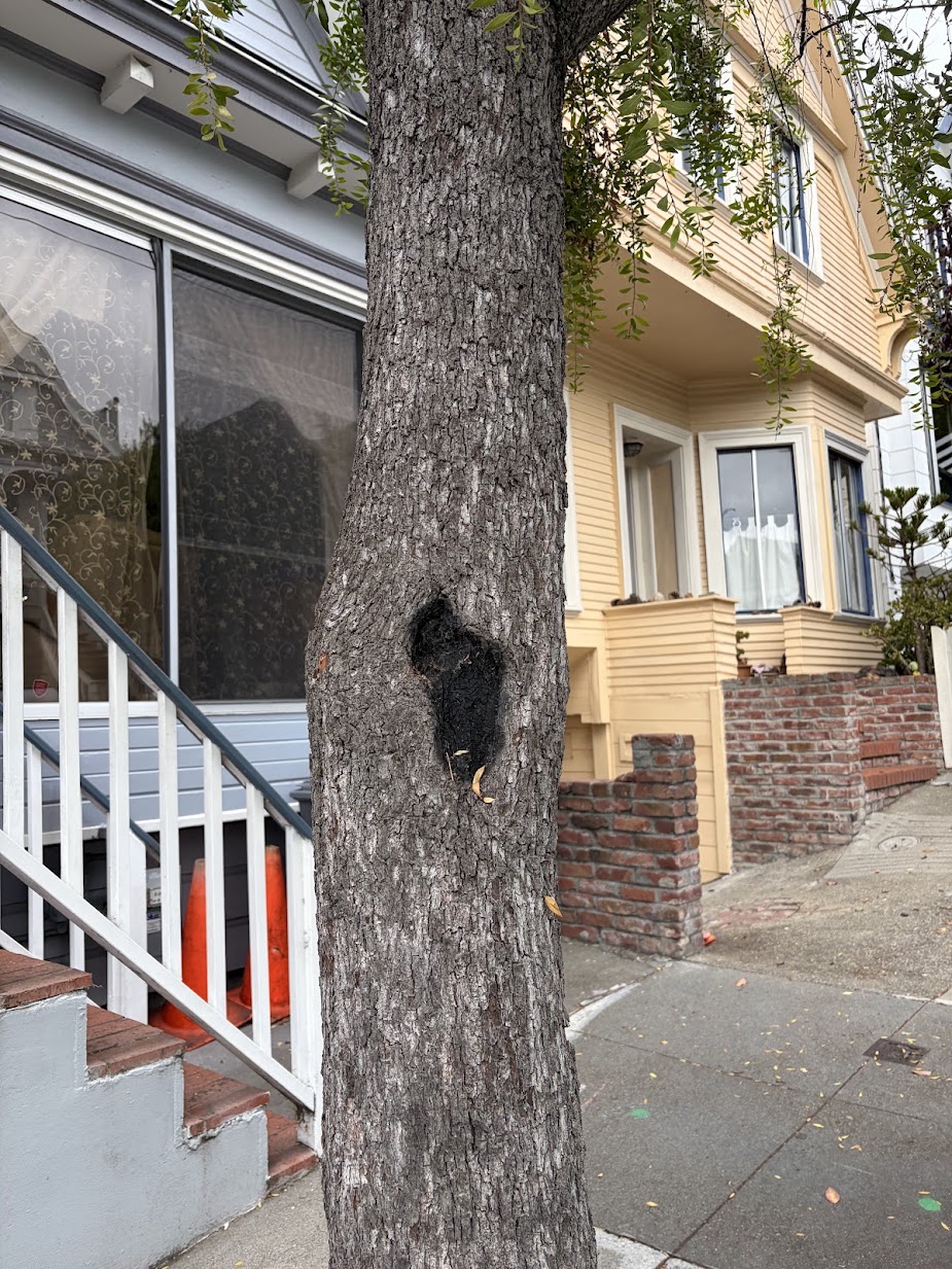 324 Moultrie Street tree