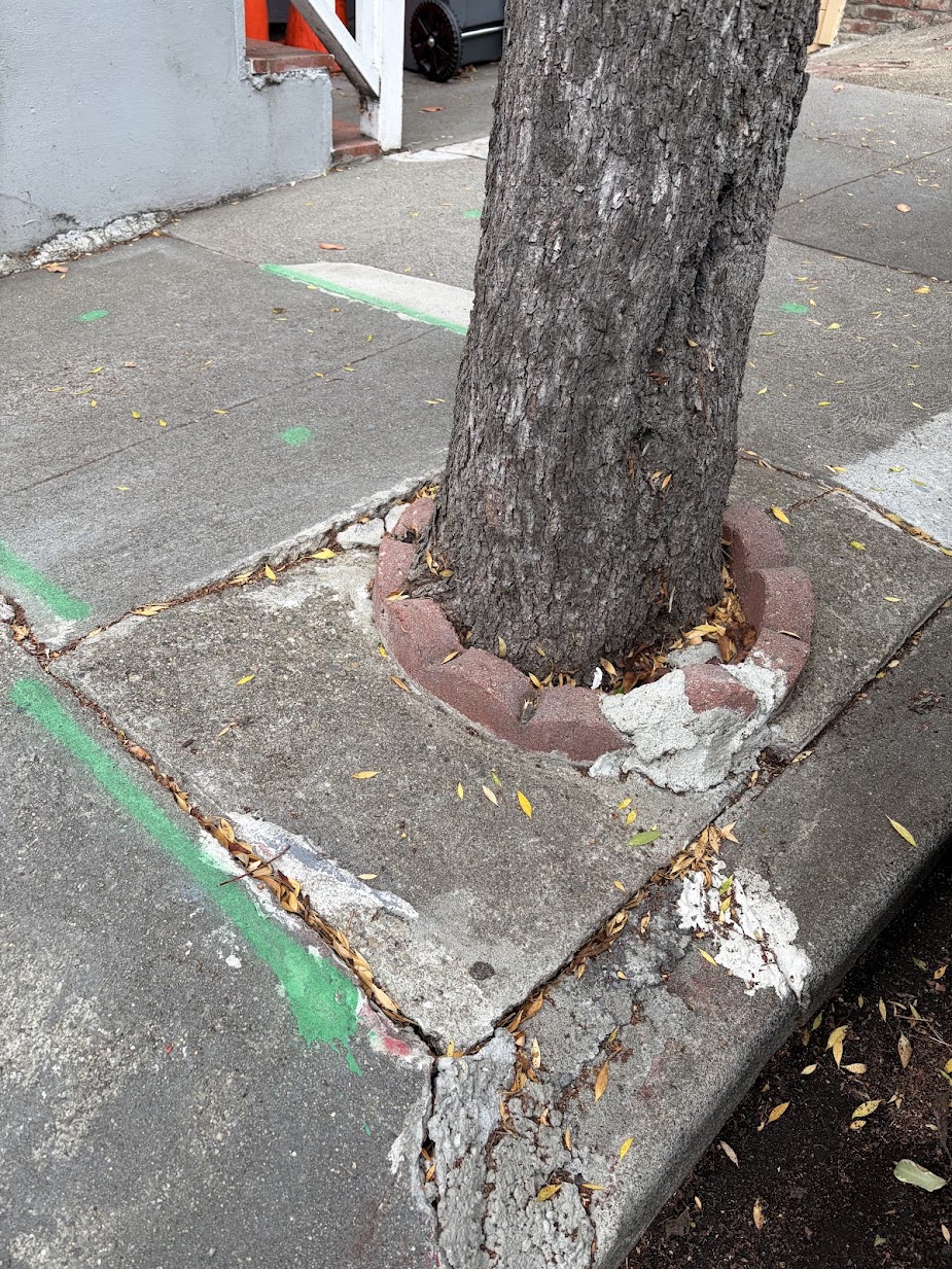 324 Moultrie Street tree