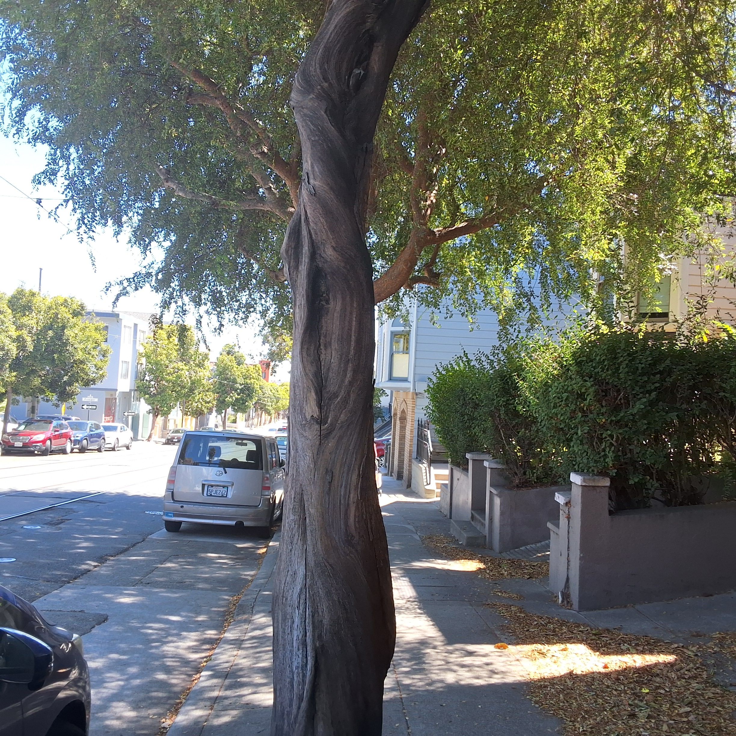 3863 17th Street tree