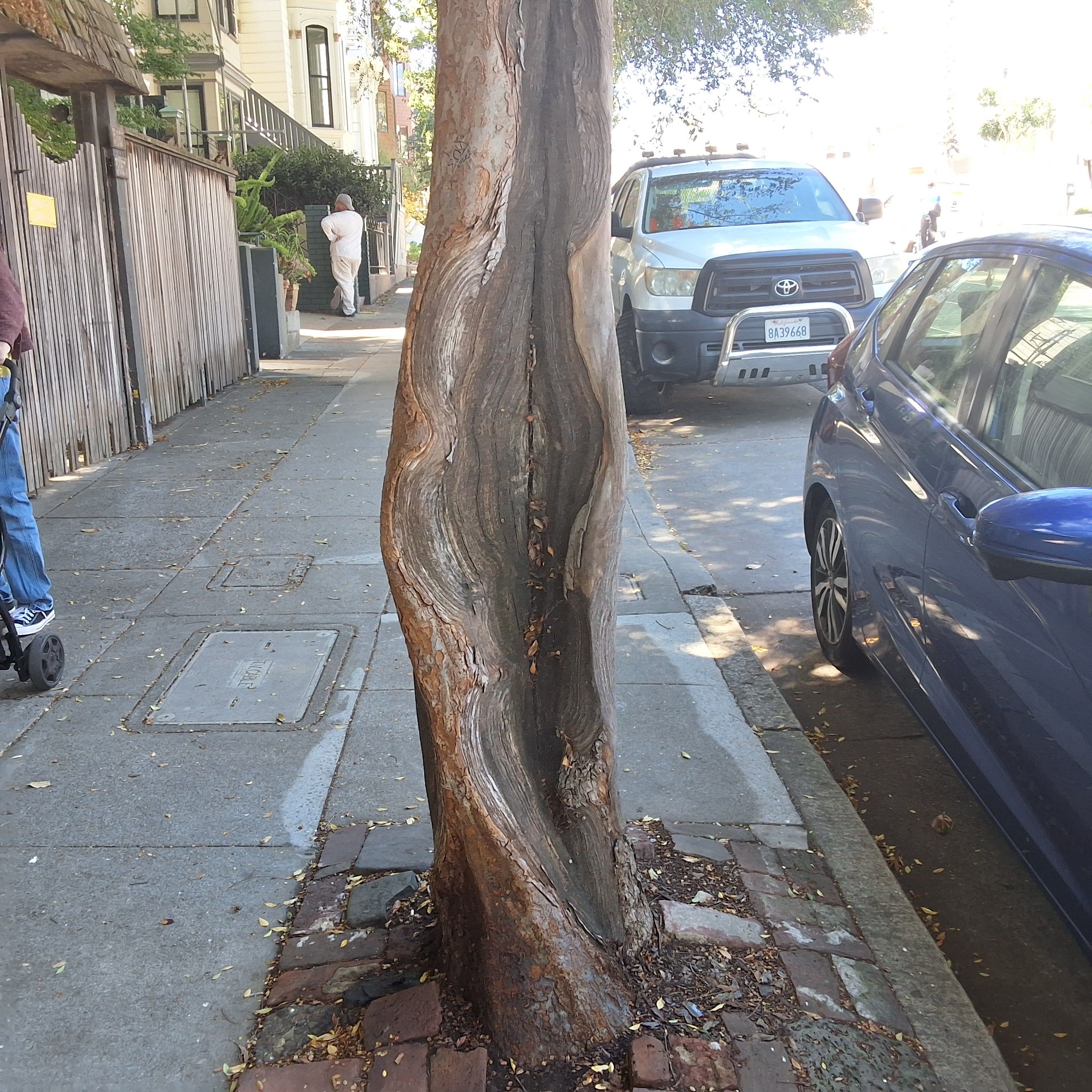 3863 17th Street tree