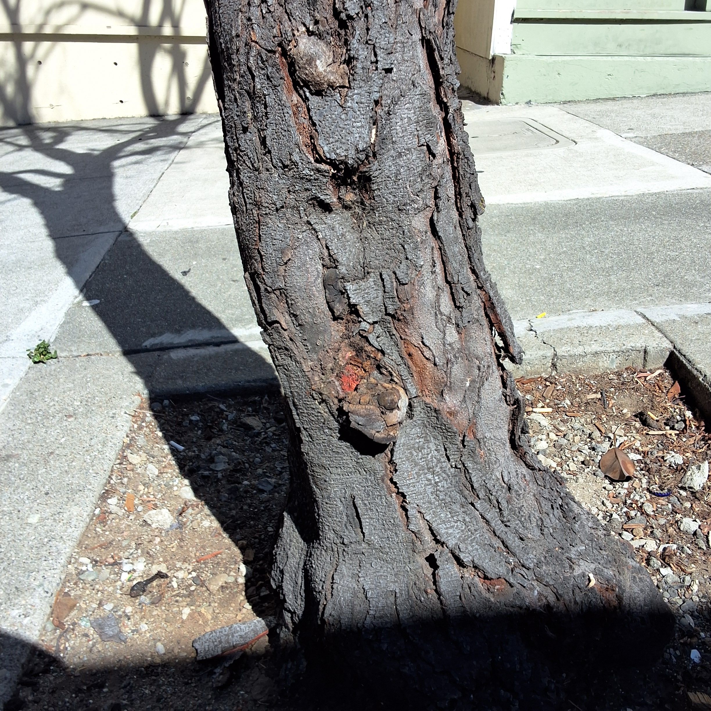 412 Webster Street tree