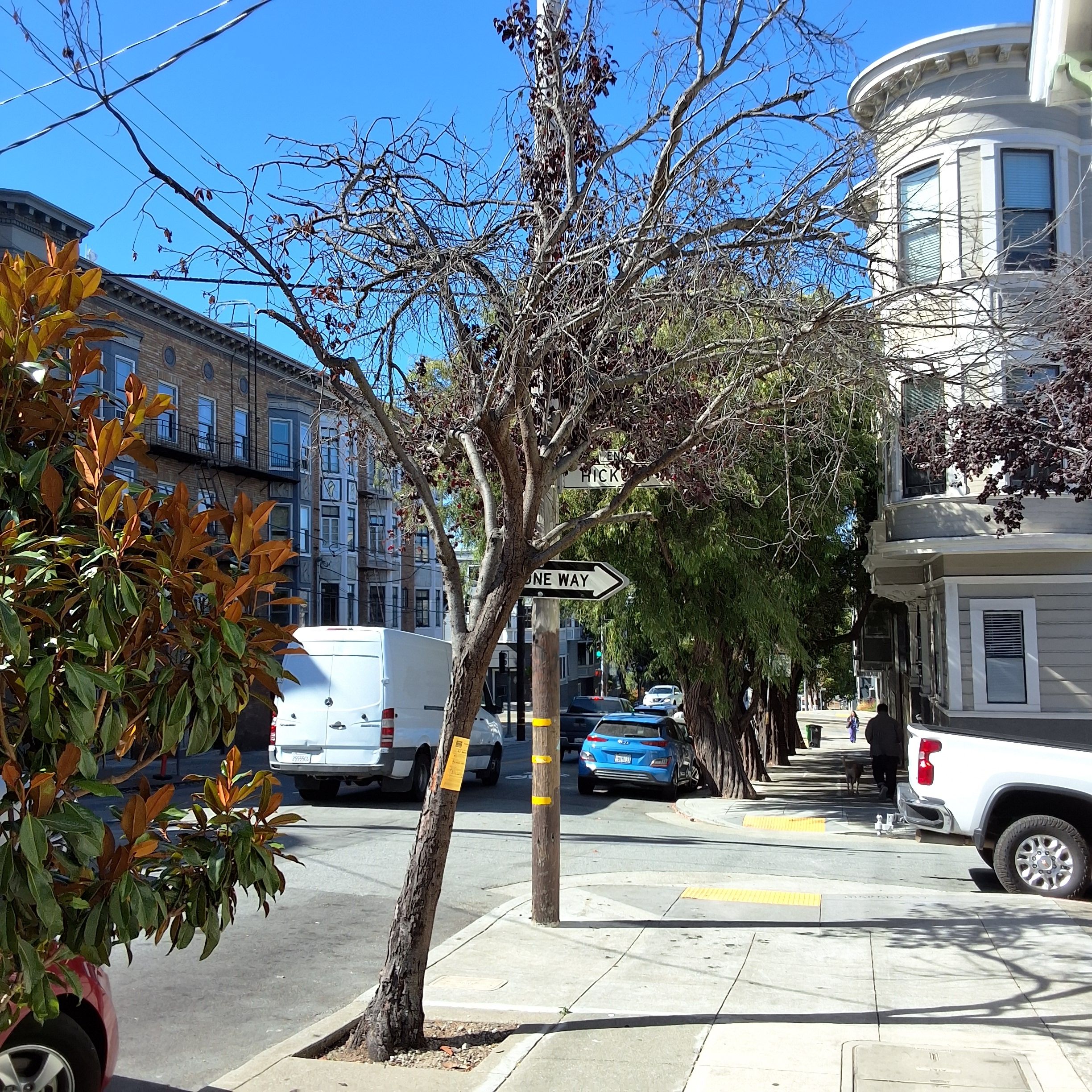 412 Webster Street tree