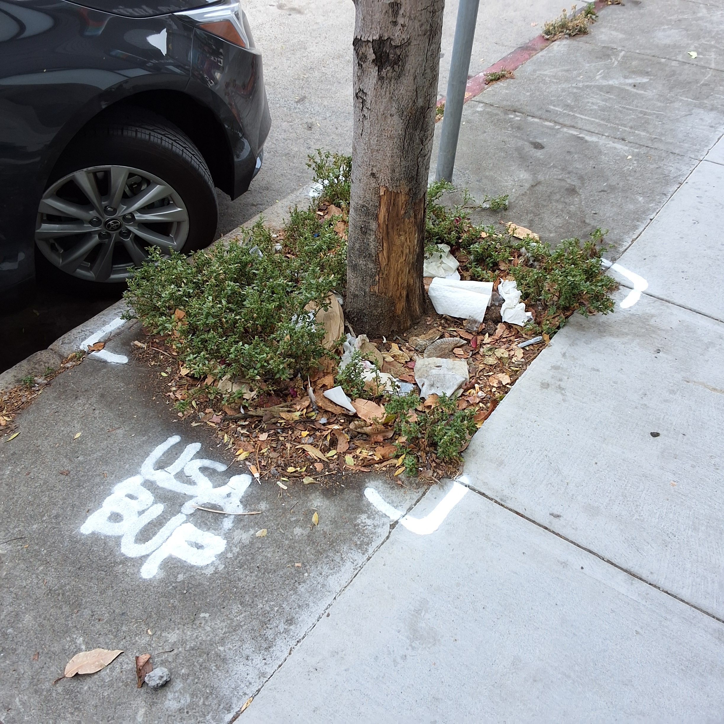 425 Divisadero Street tree