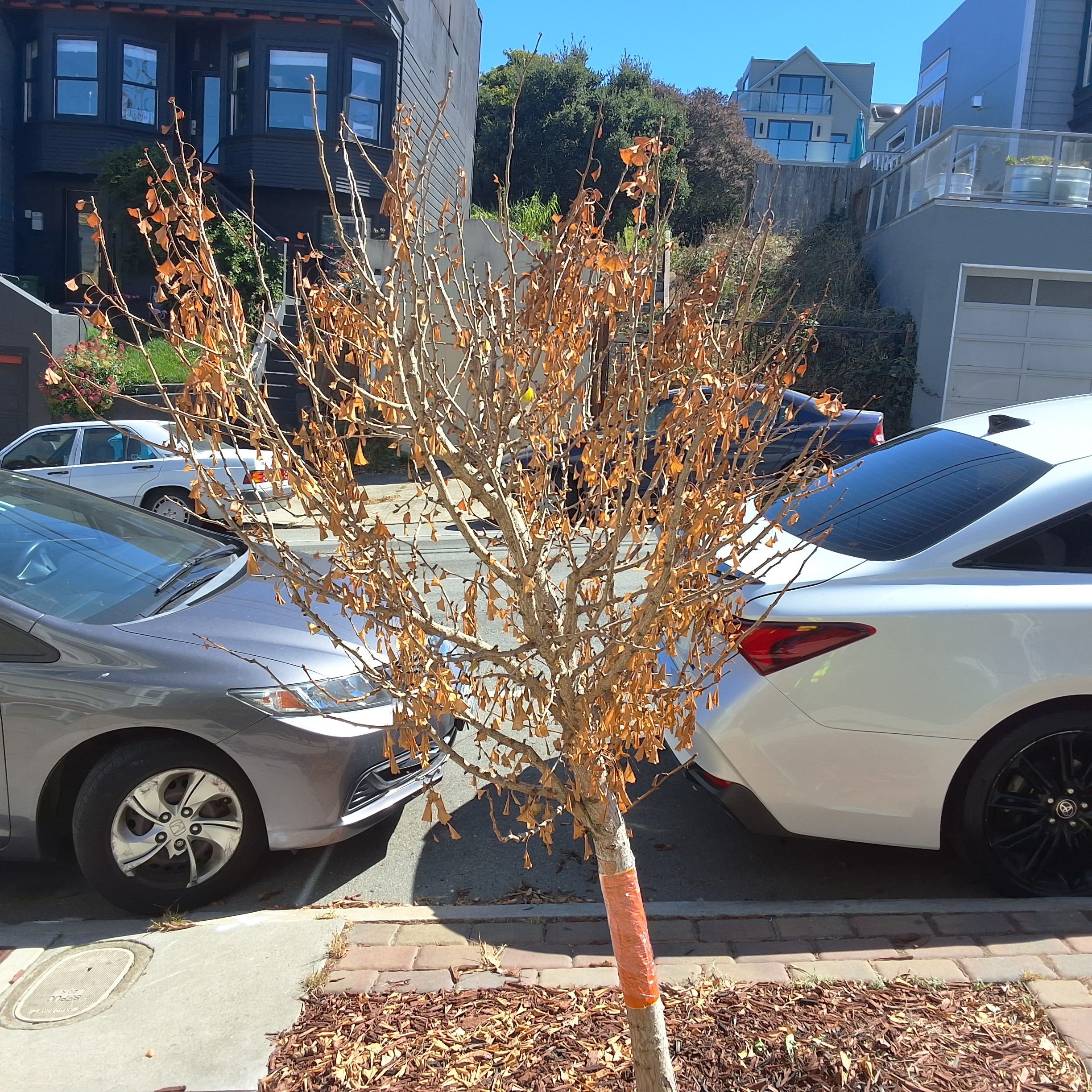 462 Clipper Street tree
