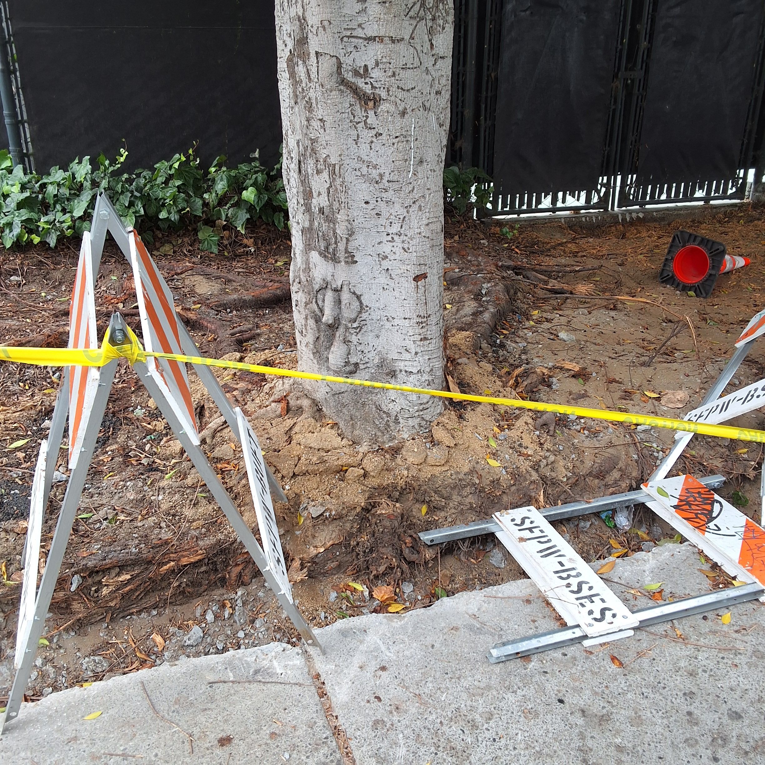 50 Washington Street tree