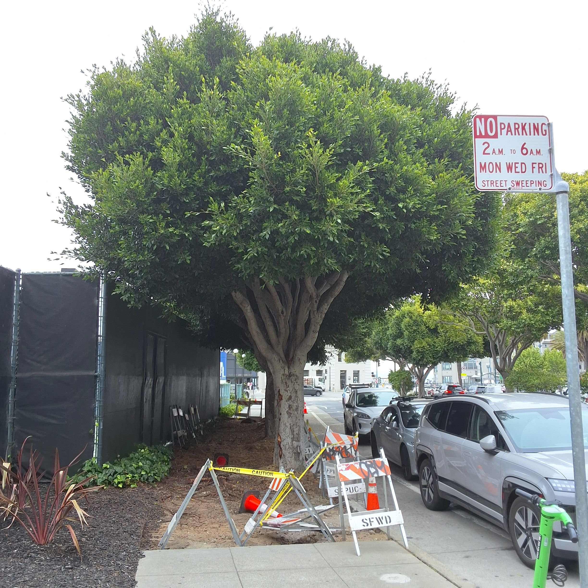 50 Washington Street tree