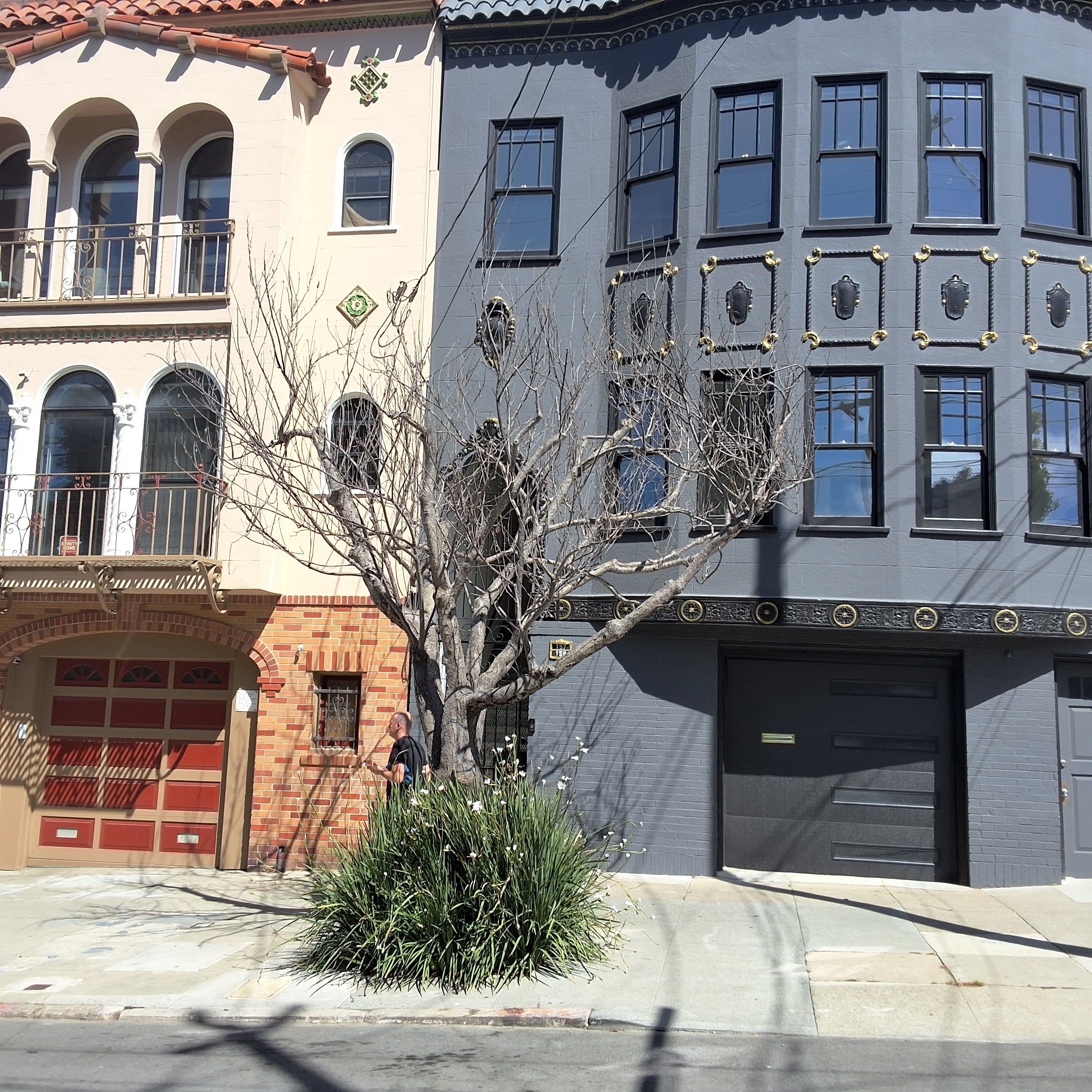 157 Collingwood Street tree