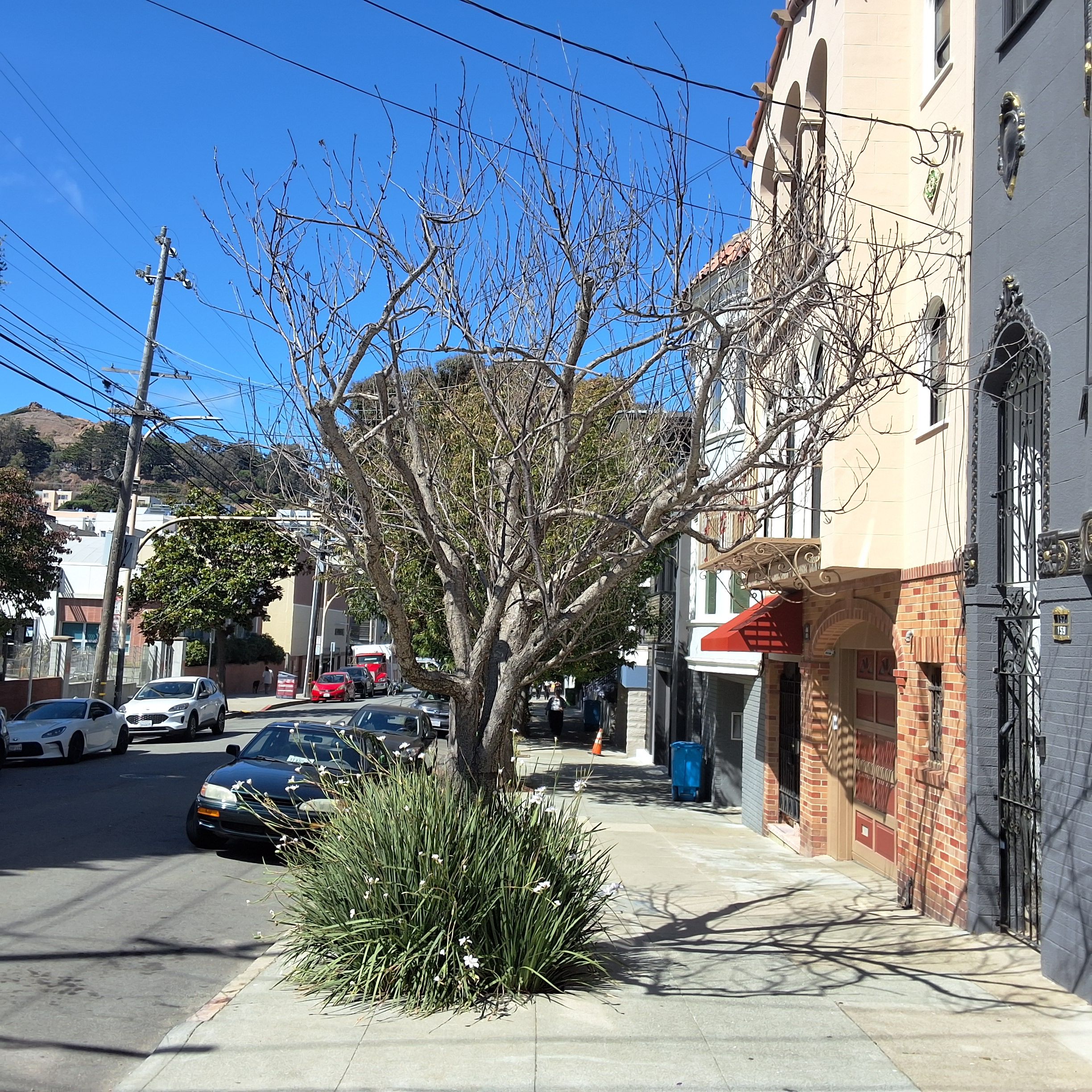 157 Collingwood Street tree