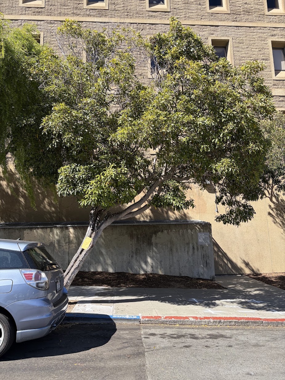 2 Duncan Street tree